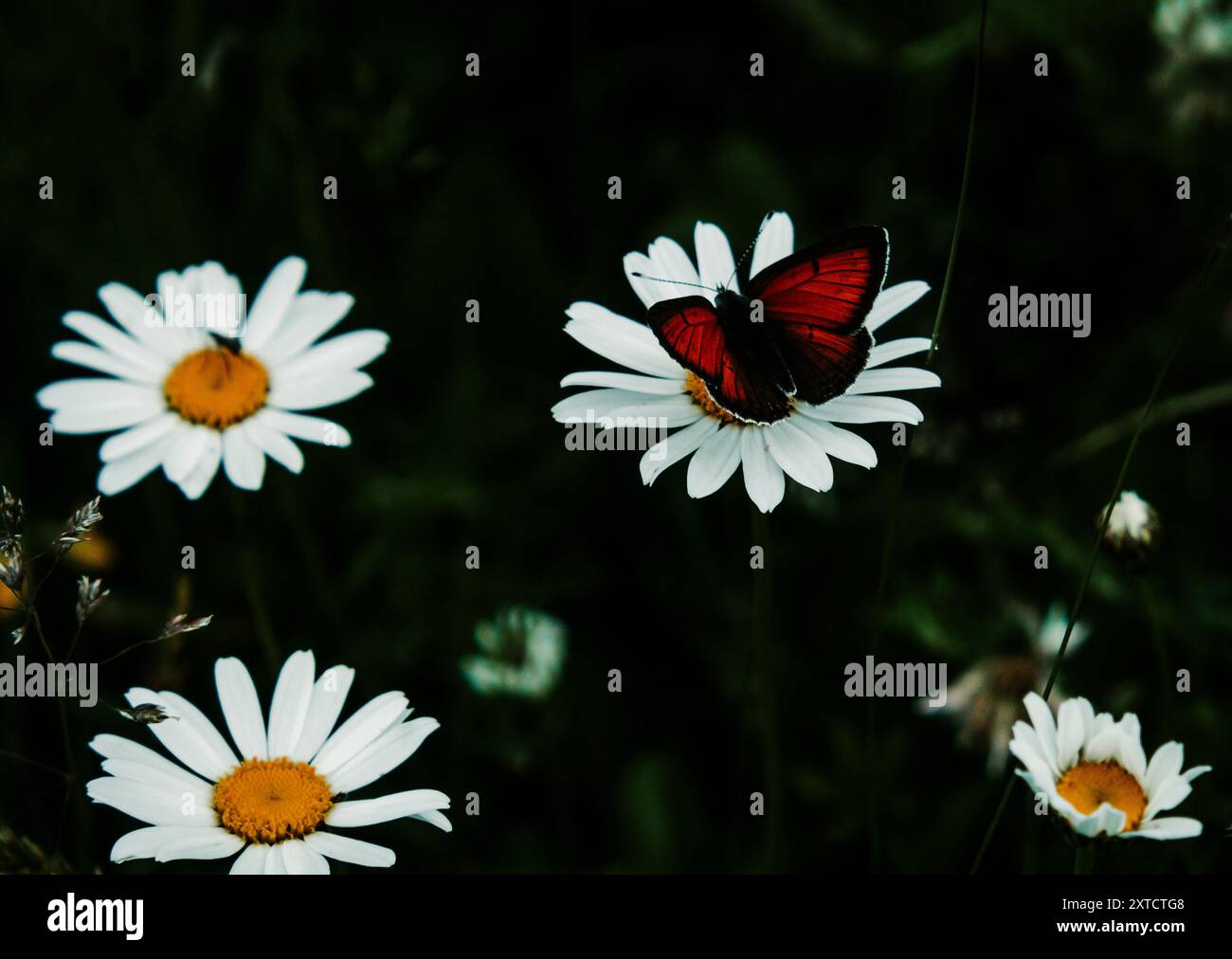 Un papillon rouge éclatant perché sur une Marguerite blanche dans un cadre sombre et naturel. Banque D'Images