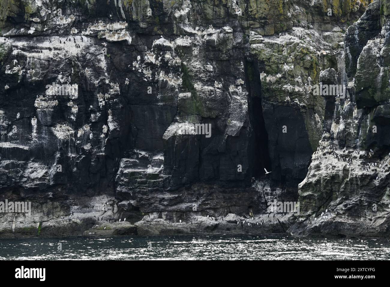 Lunga, îles Treshnish, oiseaux de mer sur les falaises Banque D'Images