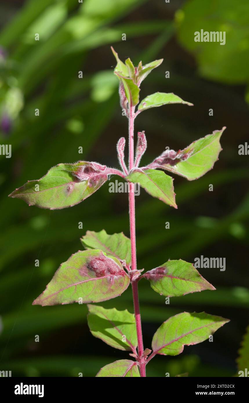 Acarien fuchsia Gall Banque D'Images