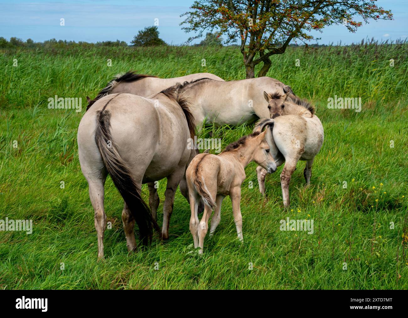 Groupe de chevaux polonais Konik avec un poulain (Equus ferus caballus) dans la réserve naturelle Oostvaardersplassen, pays-Bas Banque D'Images