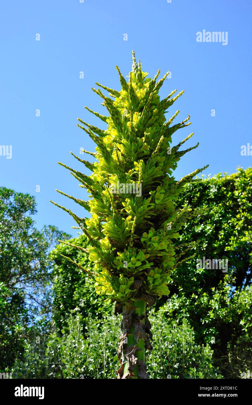 Puya chilensis , une espèce de broméliade terrestre. Est originaire du centre du Chili.Evergreen pérenne, il a de grandes rosettes denses de gris-vert, strap- Banque D'Images