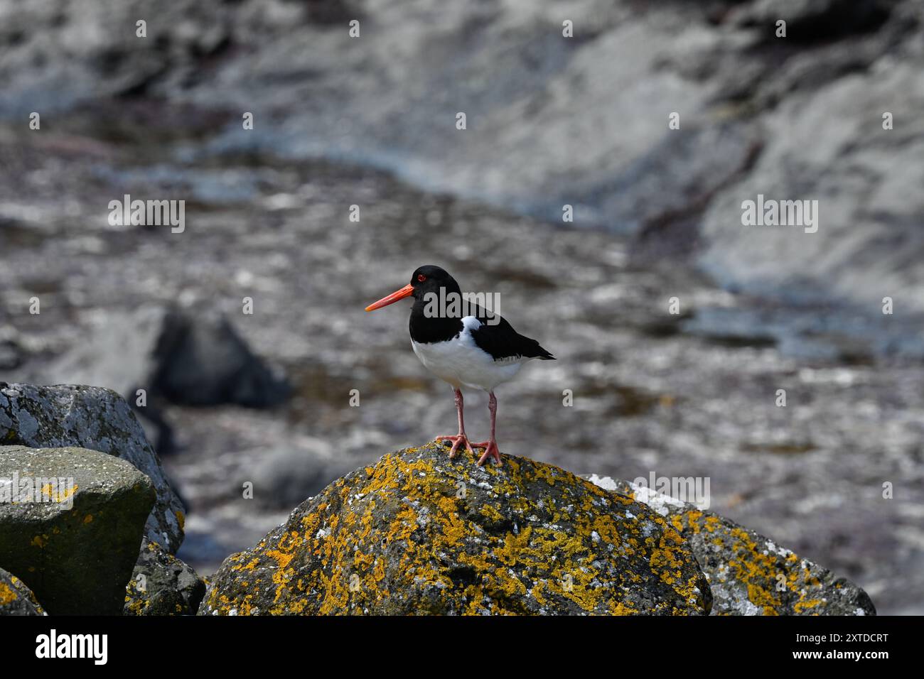 Lunga, Treshnish Isles, Oyster Catcher Banque D'Images