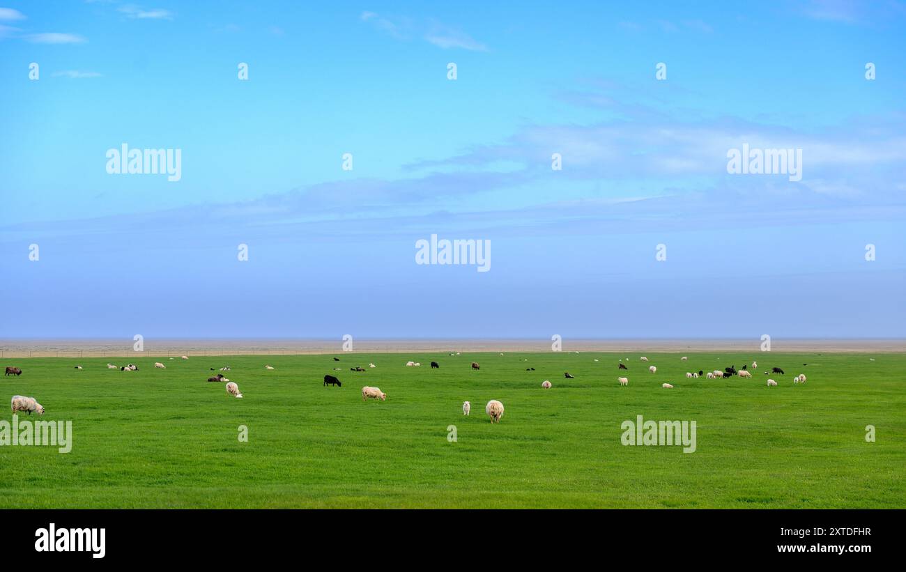 Moutons qui paissent sur les champs plats près de Þjóðvegur, au sud de l'Islande, fin mai. Banque D'Images