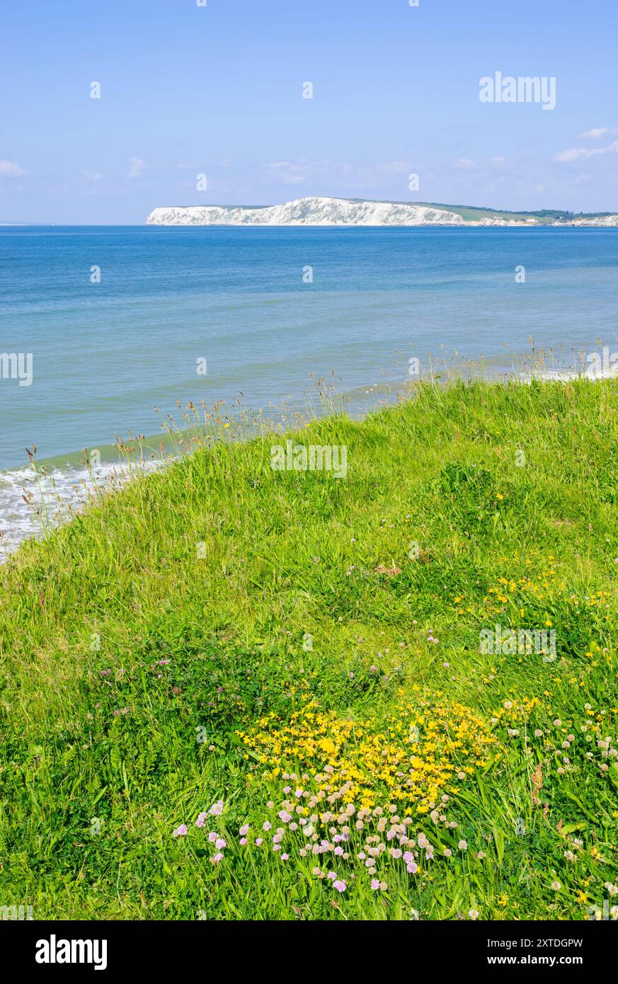 Île de Wight UK - West Wight Compton Bay Île de Wight fleurs sauvages sur la falaise au-dessus de Compton Bay Île de Wight Angleterre Royaume-Uni GB Europe Banque D'Images