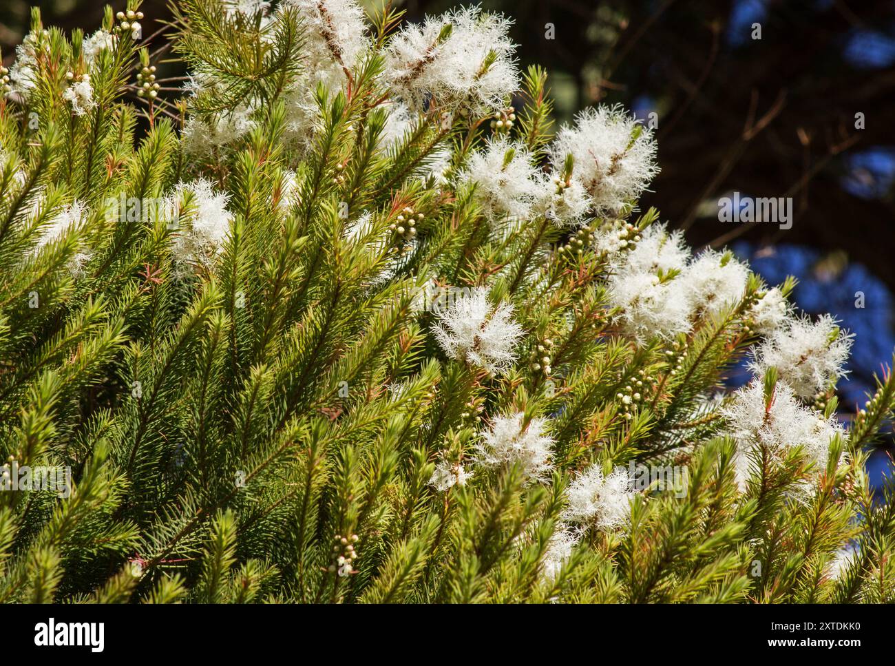 Melaleuca alternifolia, arbre 'arbre à thé', fleurs branches d'arbre sur fond naturel Banque D'Images