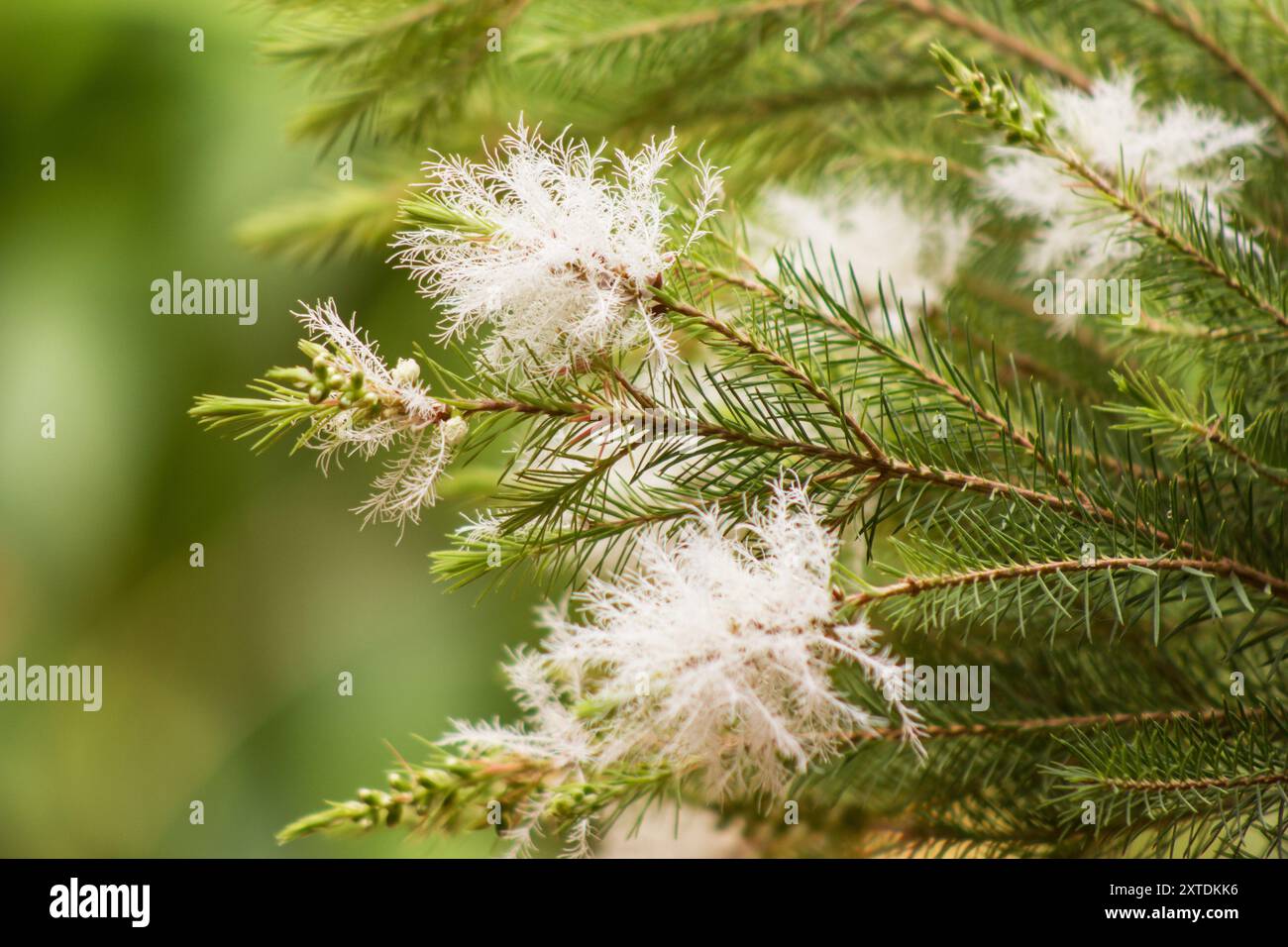 Melaleuca alternifolia, arbre 'arbre à thé', fleurs branches d'arbre sur fond naturel Banque D'Images