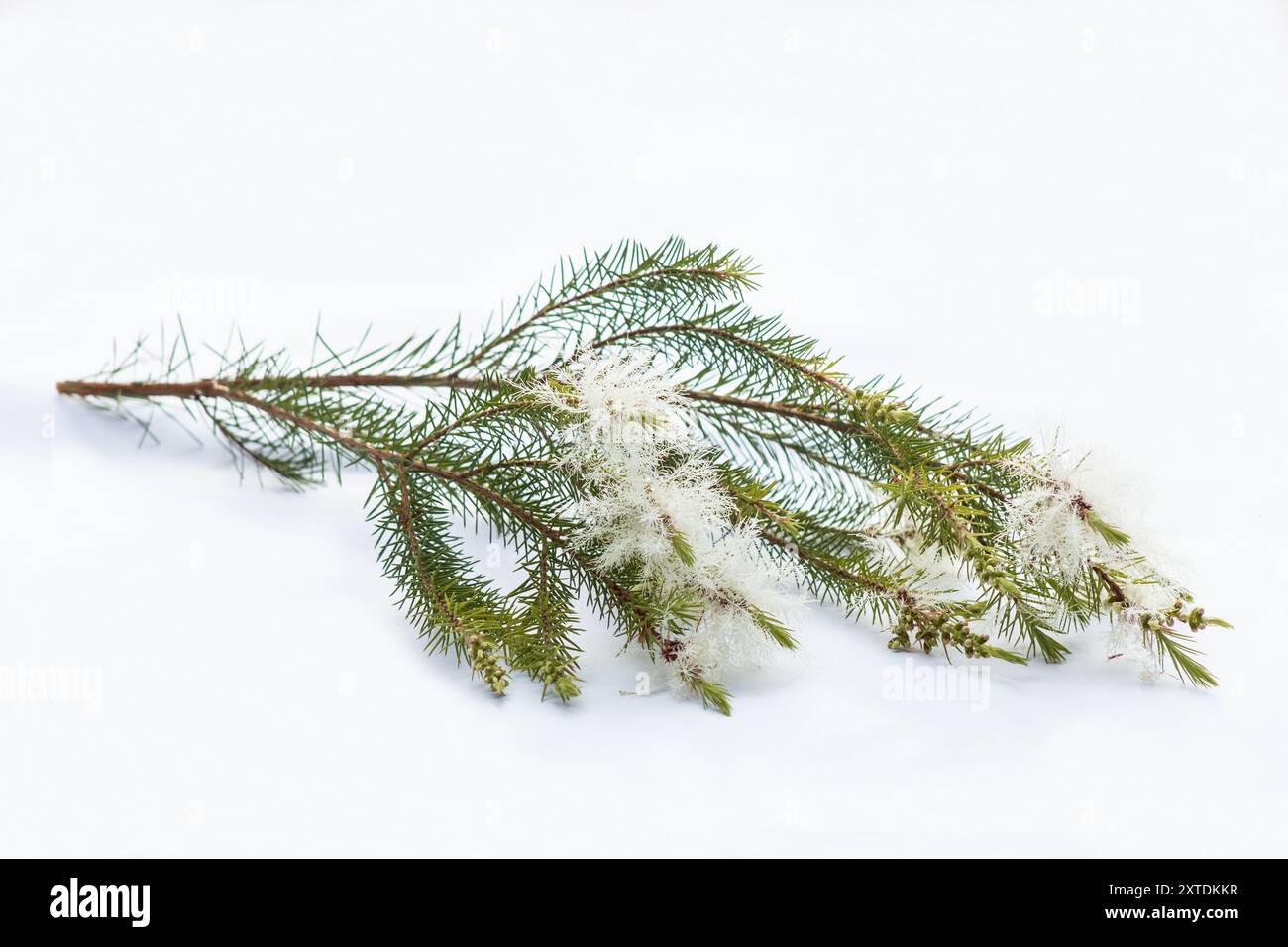 Boutures Melaleuca alternifolia avec fleur sur fond blanc Banque D'Images
