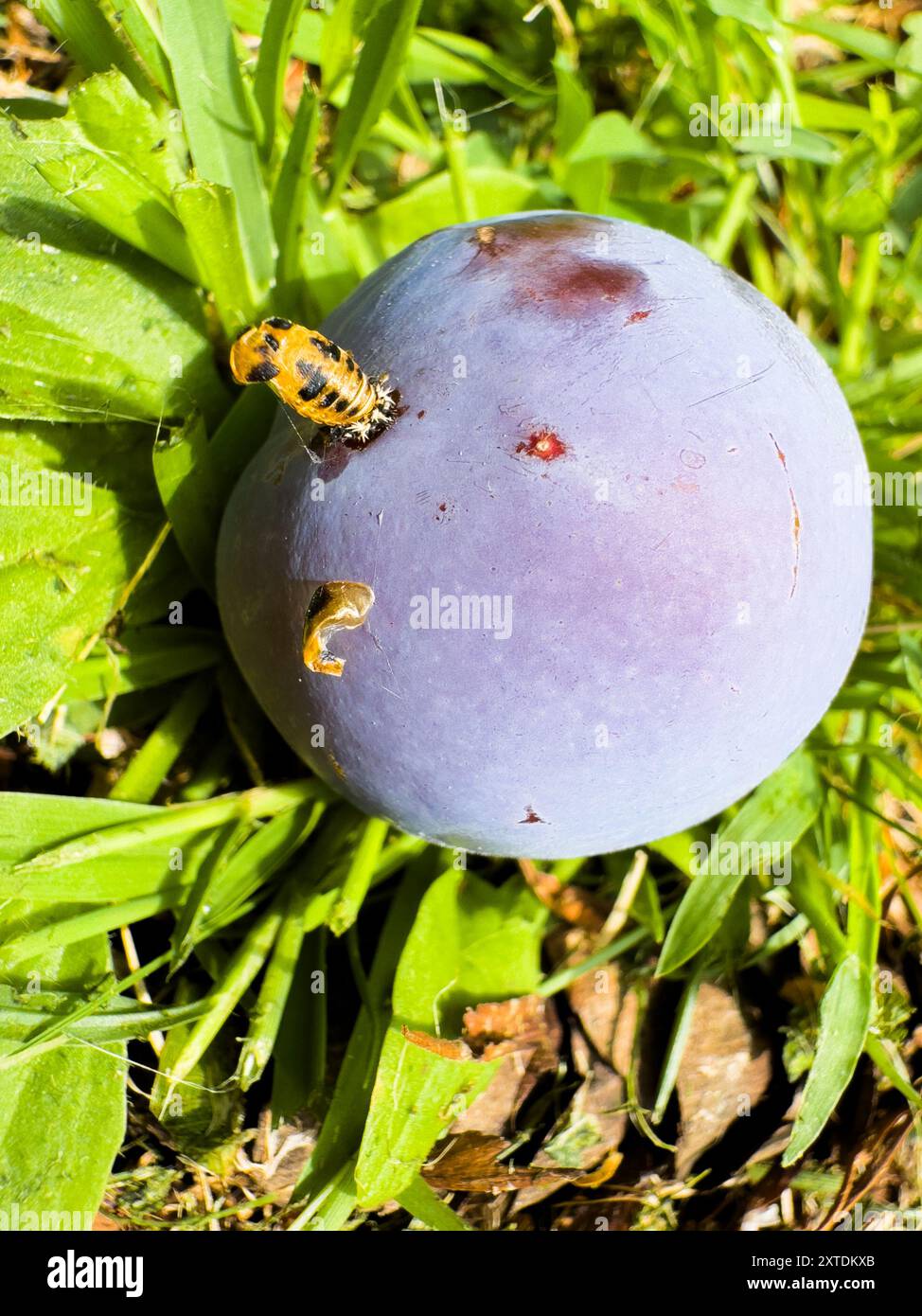 Vue rapprochée d'un fruit de prune avec un insecte mort coincé la tête la première dans le fruit Banque D'Images