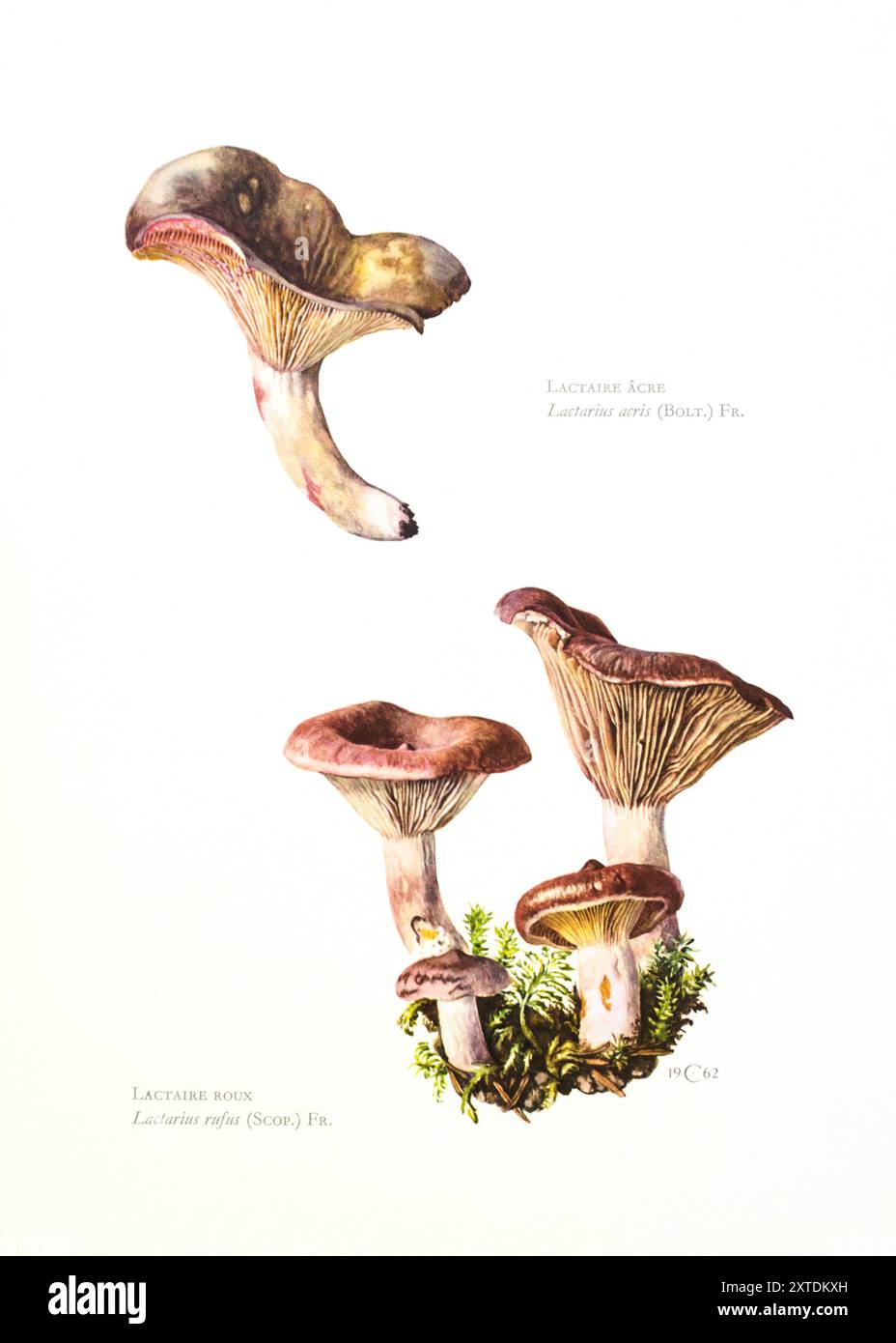 Illustration par Claus Caspari de la Collection de documents d'histoire naturelle des champignons Lactarius rufus et Lactarius acris. Banque D'Images