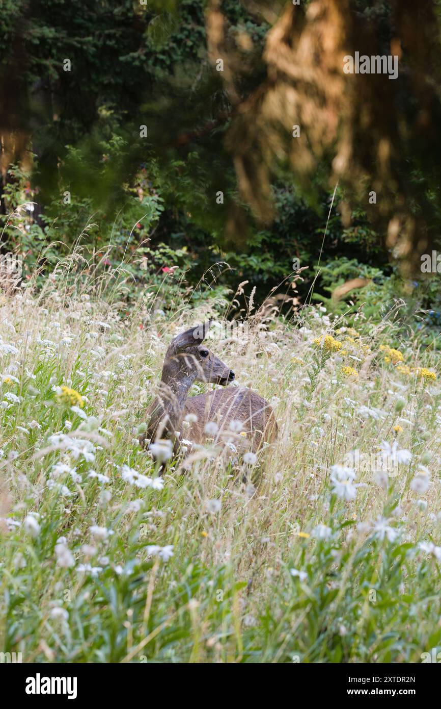 Un jeune cerf presque caché dans un pré de fleurs sauvages. Banque D'Images