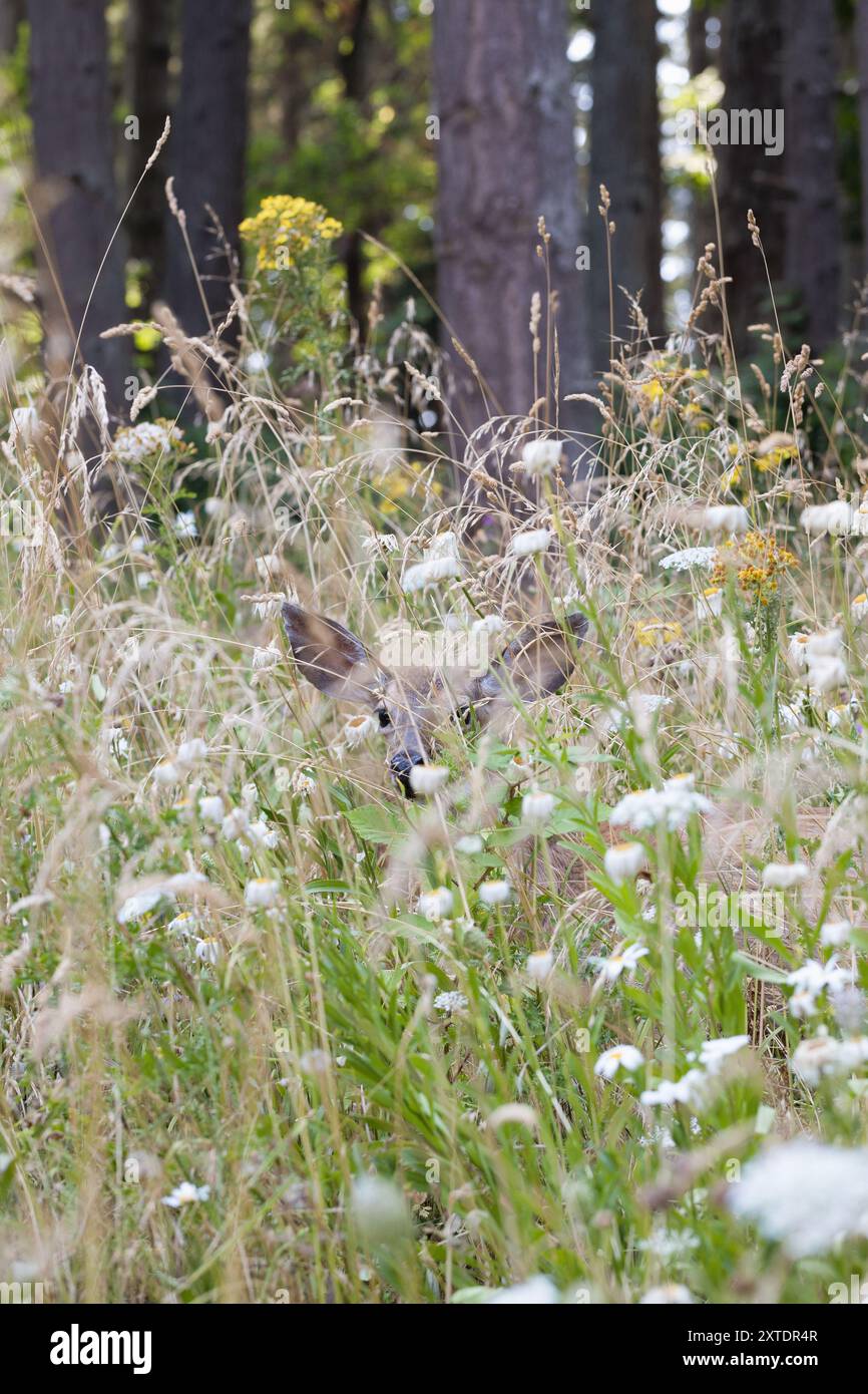 Un jeune cerf presque caché dans un pré de fleurs sauvages. Banque D'Images