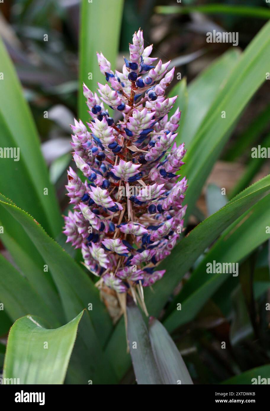 Aechmea smithiorum, syn. Platyaechmea smithiorum et Aechmea lavandulacea, Bromeliaceae. Petites Antilles, Caraïbes. Banque D'Images