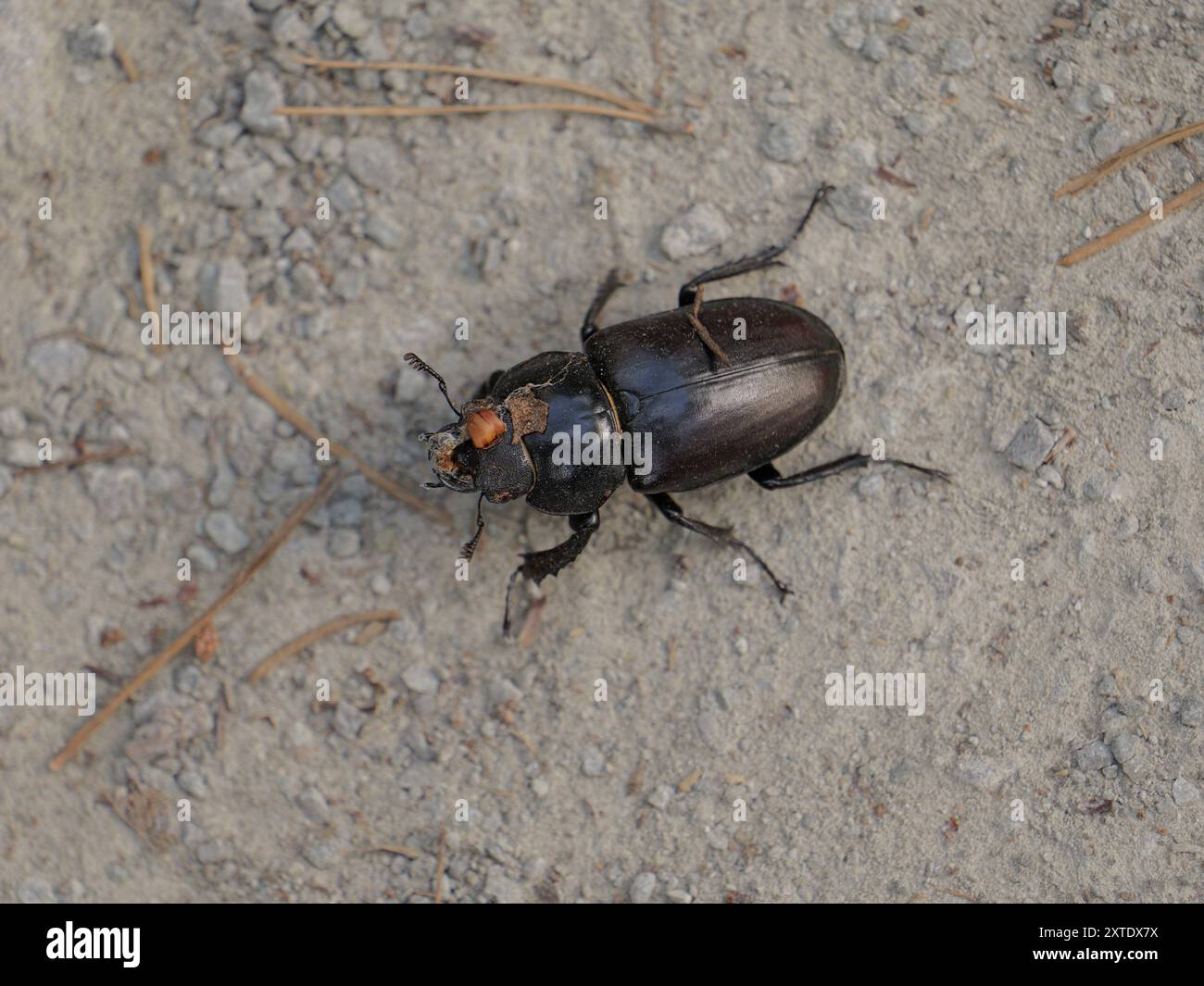 Le rare coléoptère des cerfs rampant à travers le sol de la forêt. Un insecte fascinant nécessitant une conservation, c'est un point culminant dans la photographie d'insectes. Banque D'Images