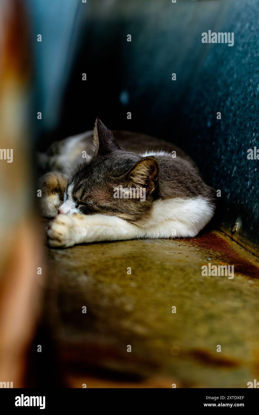 Une image sereine d'un chat gris et blanc dormant profondément dans un endroit isolé et confortable. Le chat est enroulé avec sa patte reposant près de son visage, exsudant un s Banque D'Images
