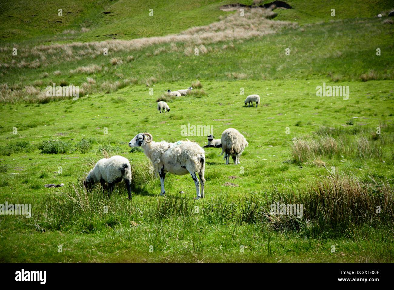 Un groupe de moutons pèle paisiblement dans les champs verdoyants des Yorkshire Dales pendant une journée ensoleillée. Banque D'Images