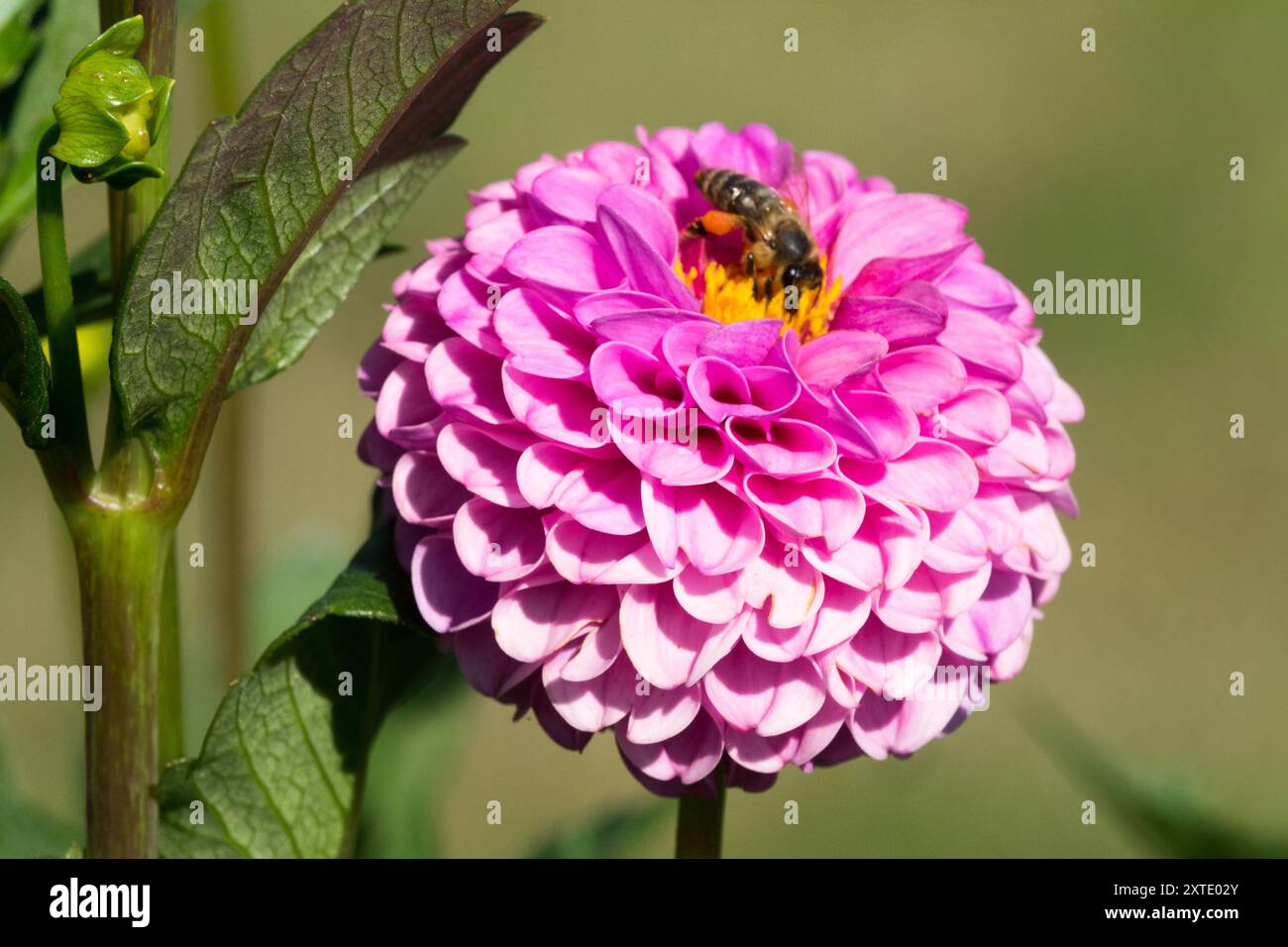 Dahlia 'Franz Kafka' rose lavande Dahlia fleur miniature Banque D'Images