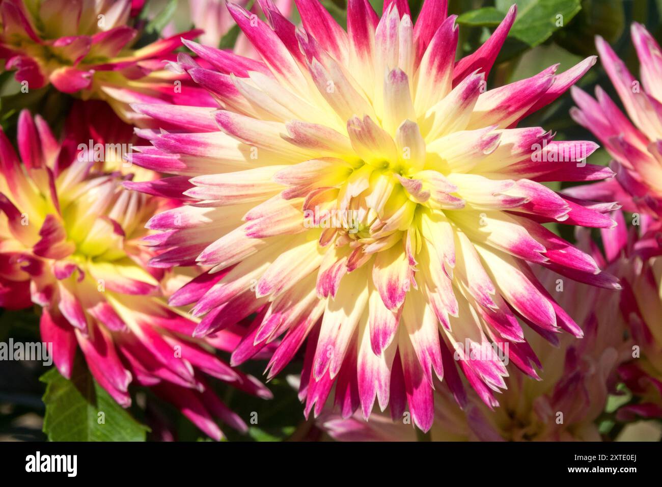 Dahlia 'Flash électrique' Cactus Dahlia Banque D'Images