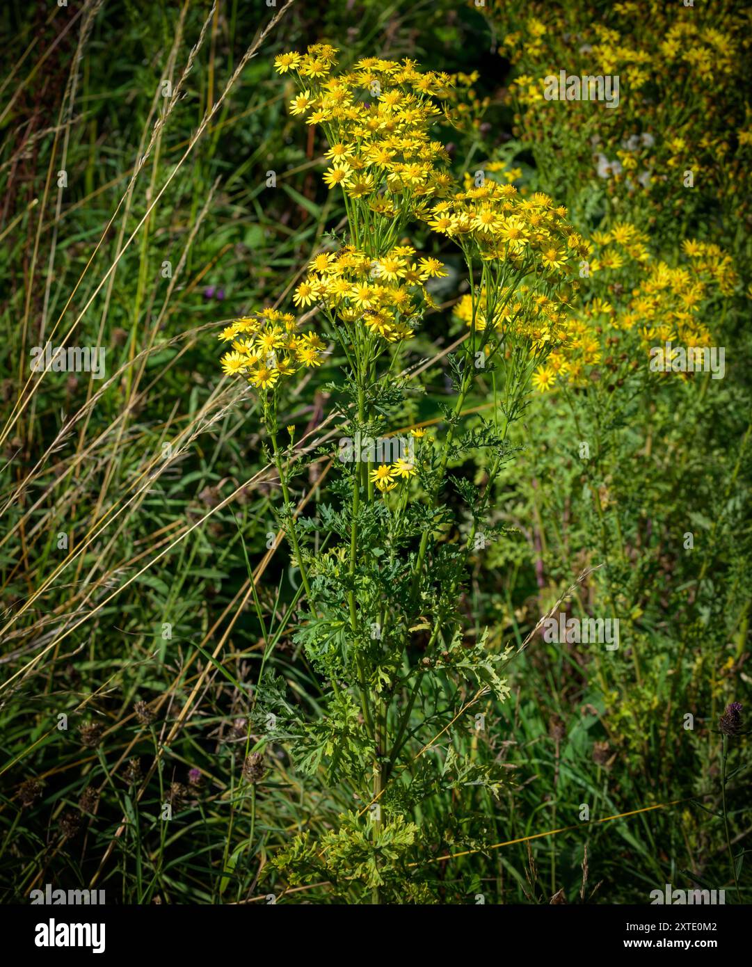 Fleurs jaunes classiques de l'armoise commune (Senecio jacobaea), une plante toxique pour les animaux de pâturage, y compris les chevaux, les moutons et les bovins. Réglementé au Royaume-Uni Banque D'Images