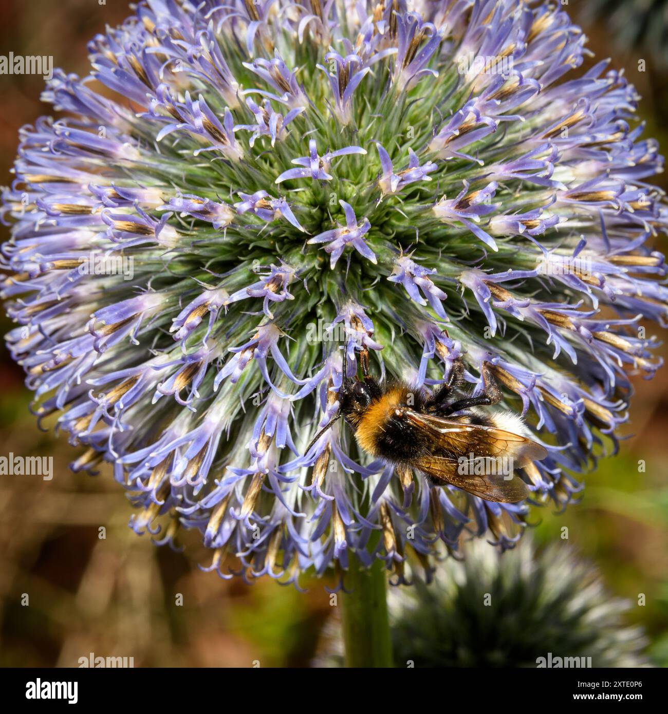 Une abeille recueille le pollen d'un chardon bleu, mettant en valeur les détails complexes de l'insecte et de la fleur. Banque D'Images Une abeille recueille le pollen d'un chardon bleu, mettant en valeur les détails complexes de l'insecte et de la fleur. Banque D'Images