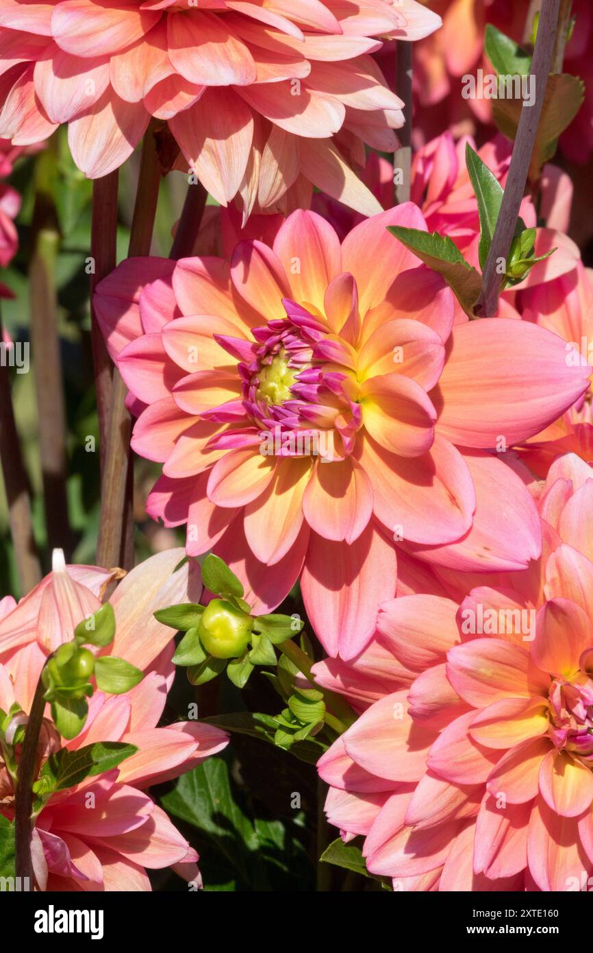 Dahlia décoratif « Great silence » Banque D'Images