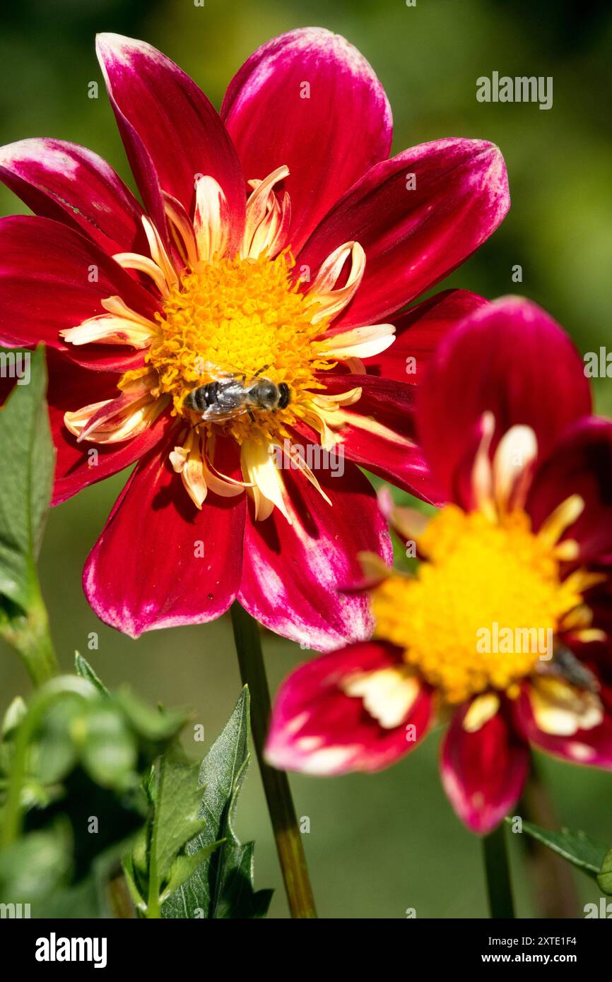 Dahlia « Drugys » Banque D'Images