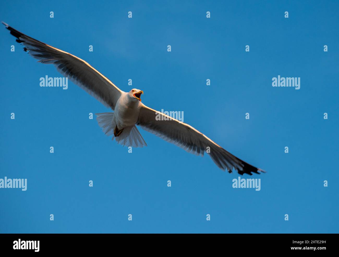 Mouette et le beau ciel , gros plan Banque D'Images