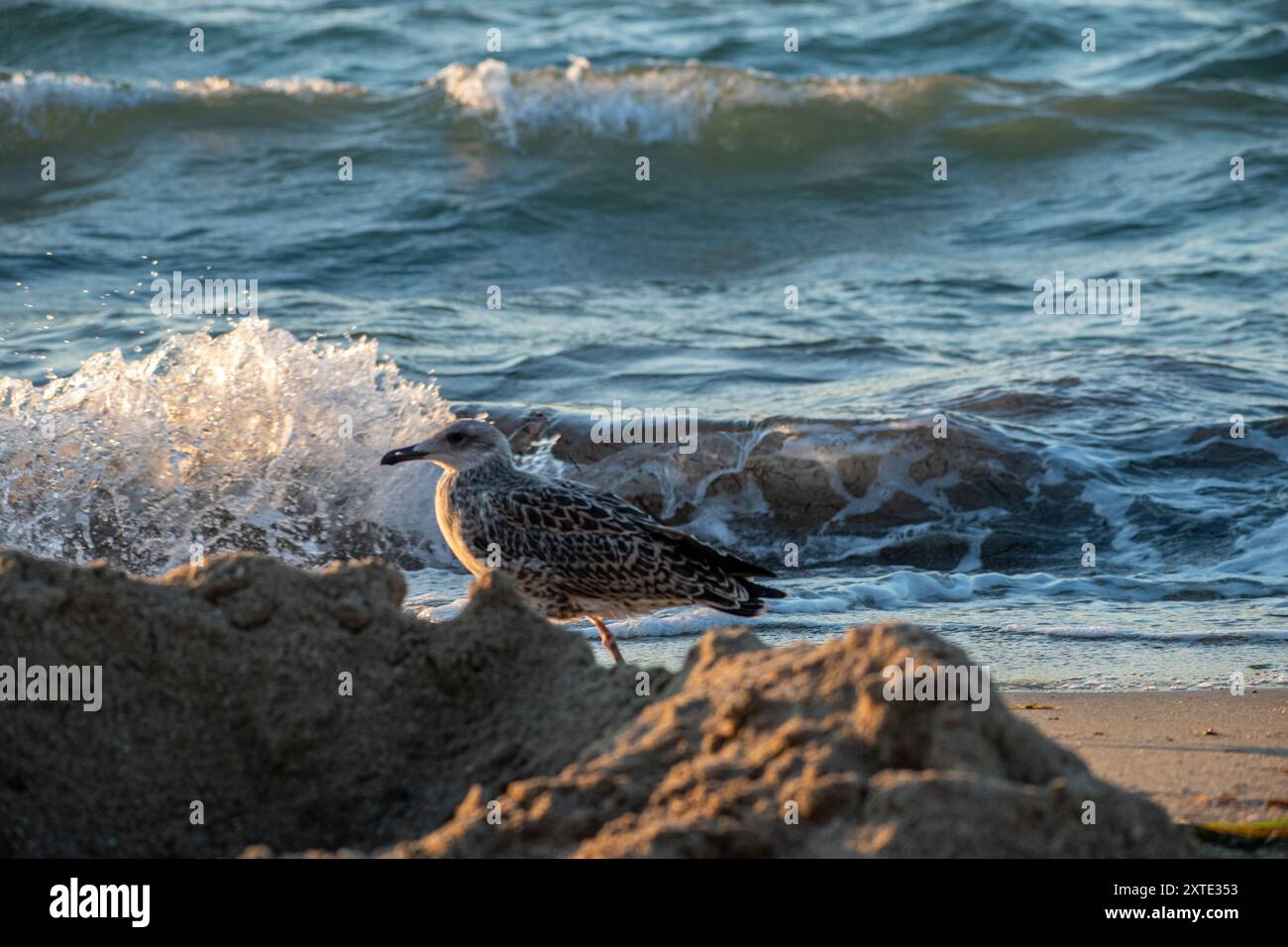 Bébé mouette marchant à la plage Banque D'Images