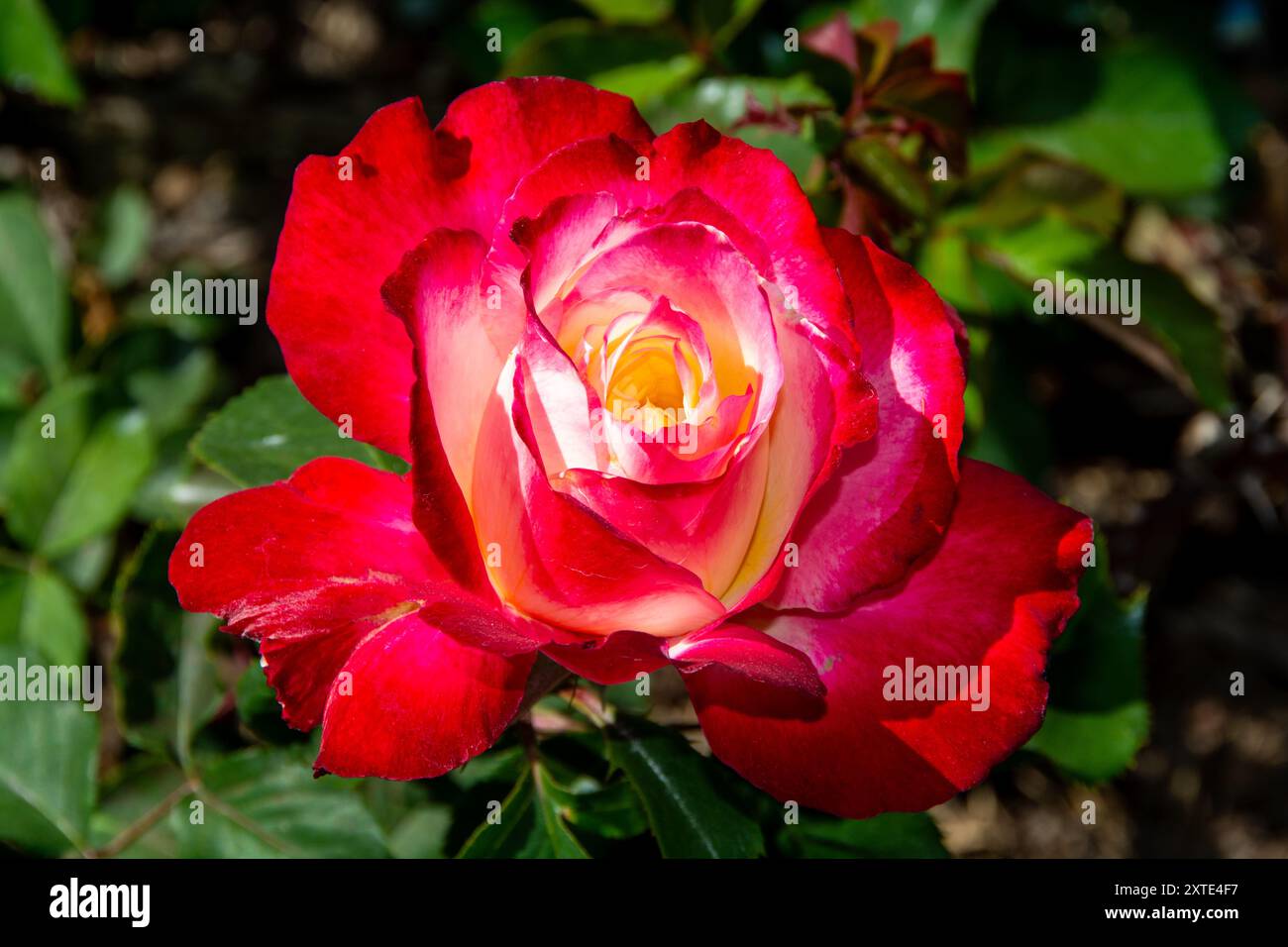 Belle rose double Delight rouge Banque D'Images