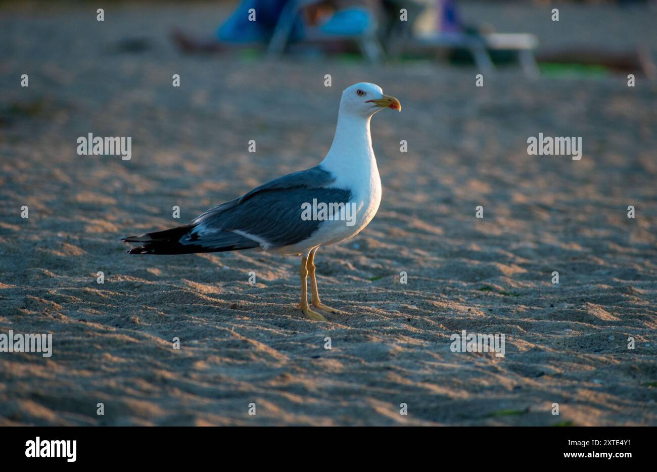 Maman Seagull à la plage Banque D'Images