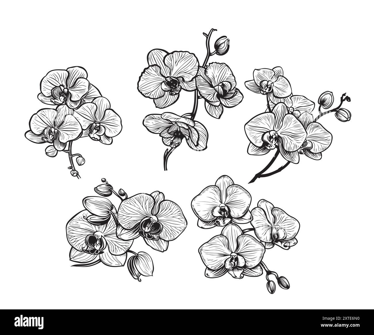 ensemble avec fleurs d'orchidée. illustration isolée sur blanc Illustration de Vecteur