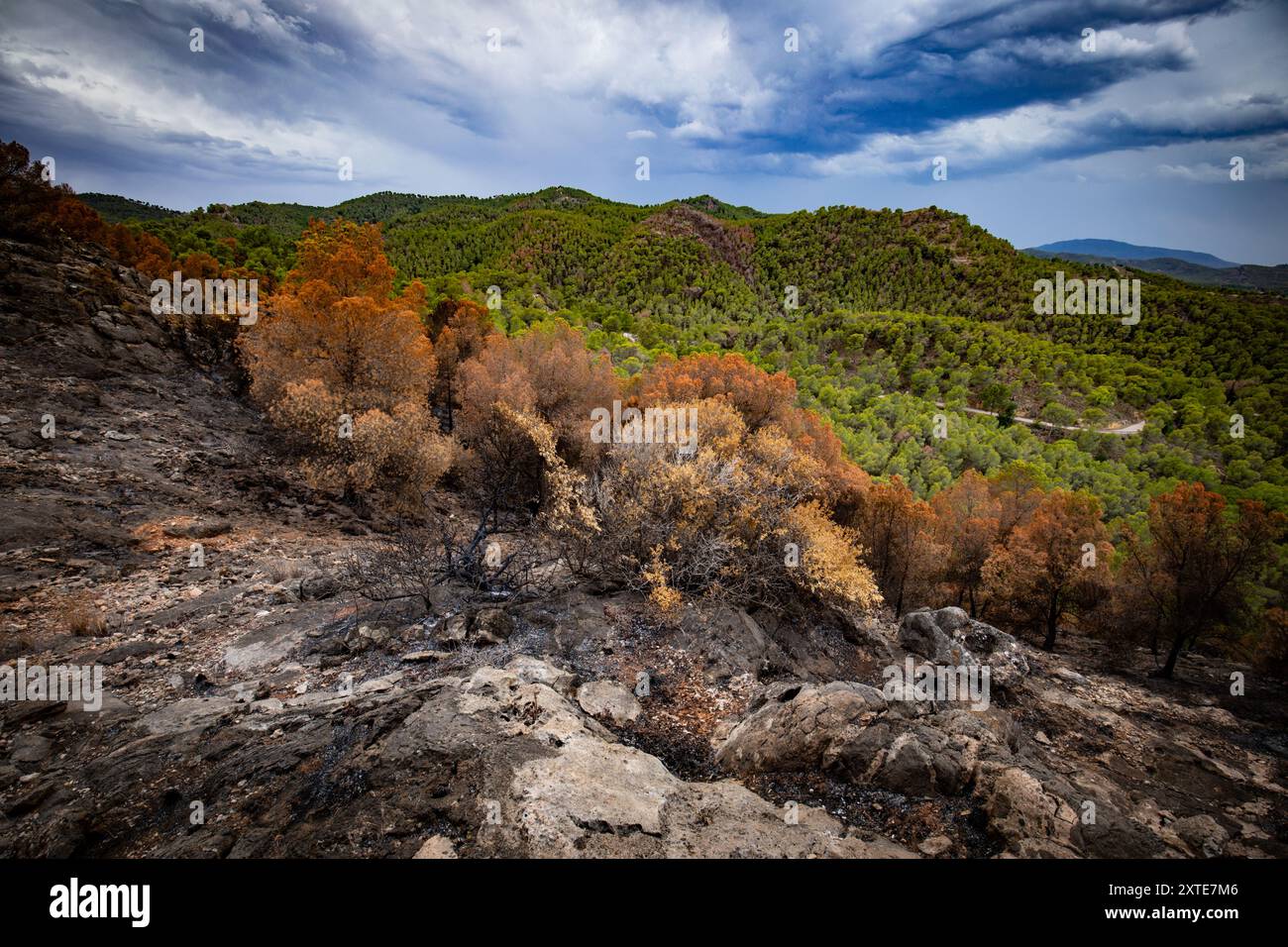 Forêt de pins méditerranéens brûlée après un incendie en raison des vagues de chaleur et de la hausse des températures Banque D'Images