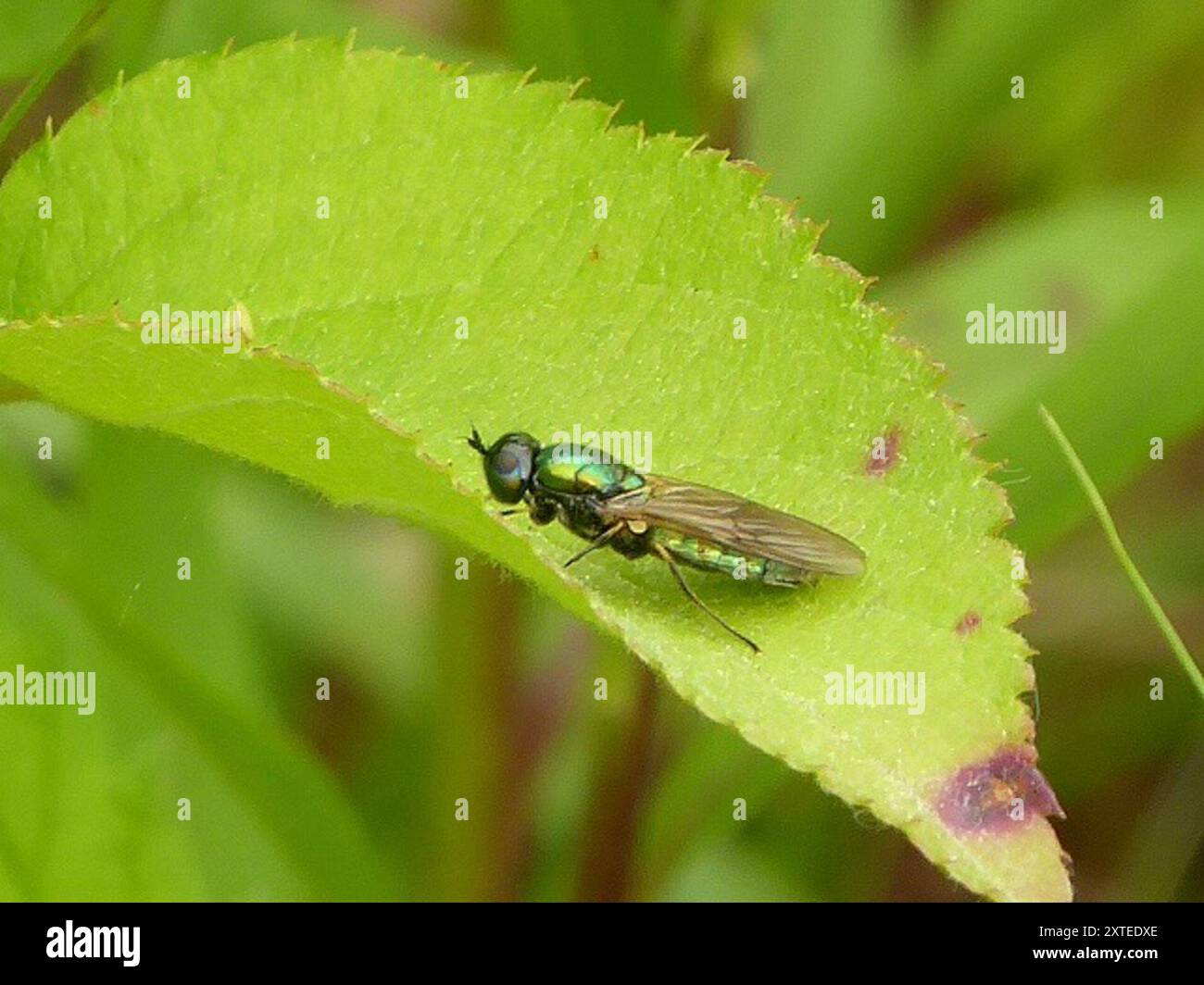 Insecte de la mouche large Centurion (Chloromyia formosa) Banque D'Images