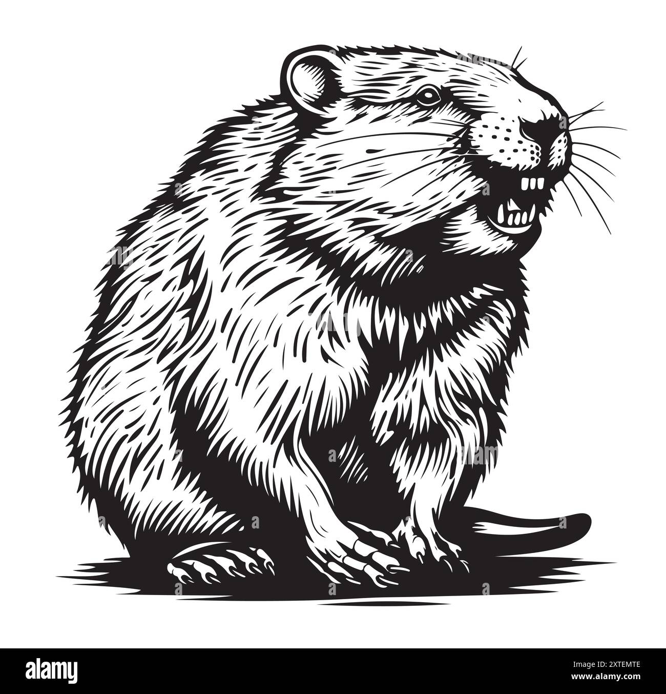 Beaver vecteur noir et blanc dessin de ligne animaux Illustration de Vecteur