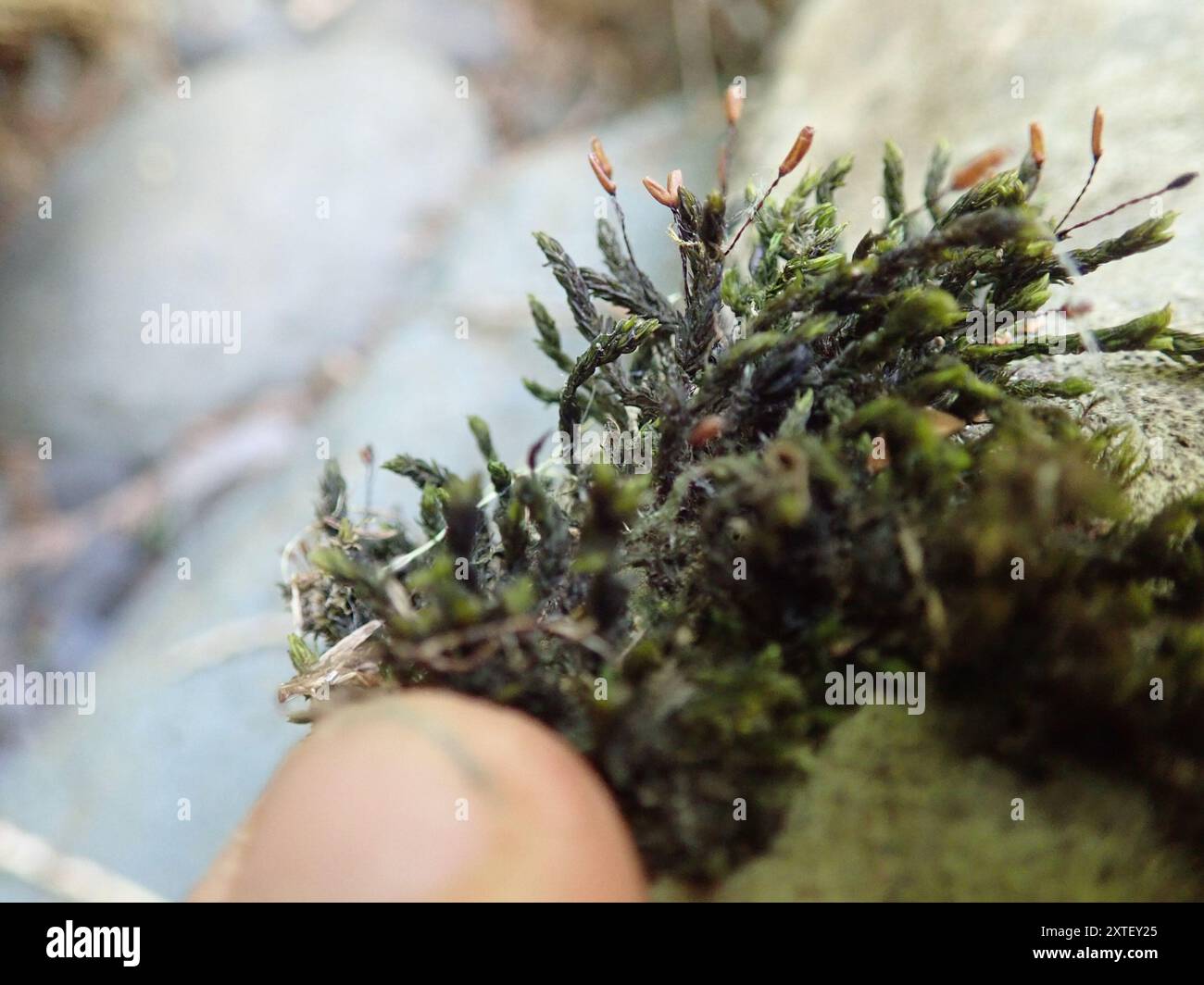 Jaune Fringe-Moss (Racomitrium aciculare) Plantae Banque D'Images