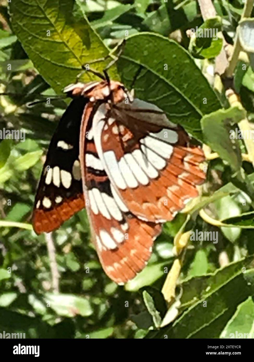 L'amiral de Lorquin (Limenitis lorquini) Insecta Banque D'Images