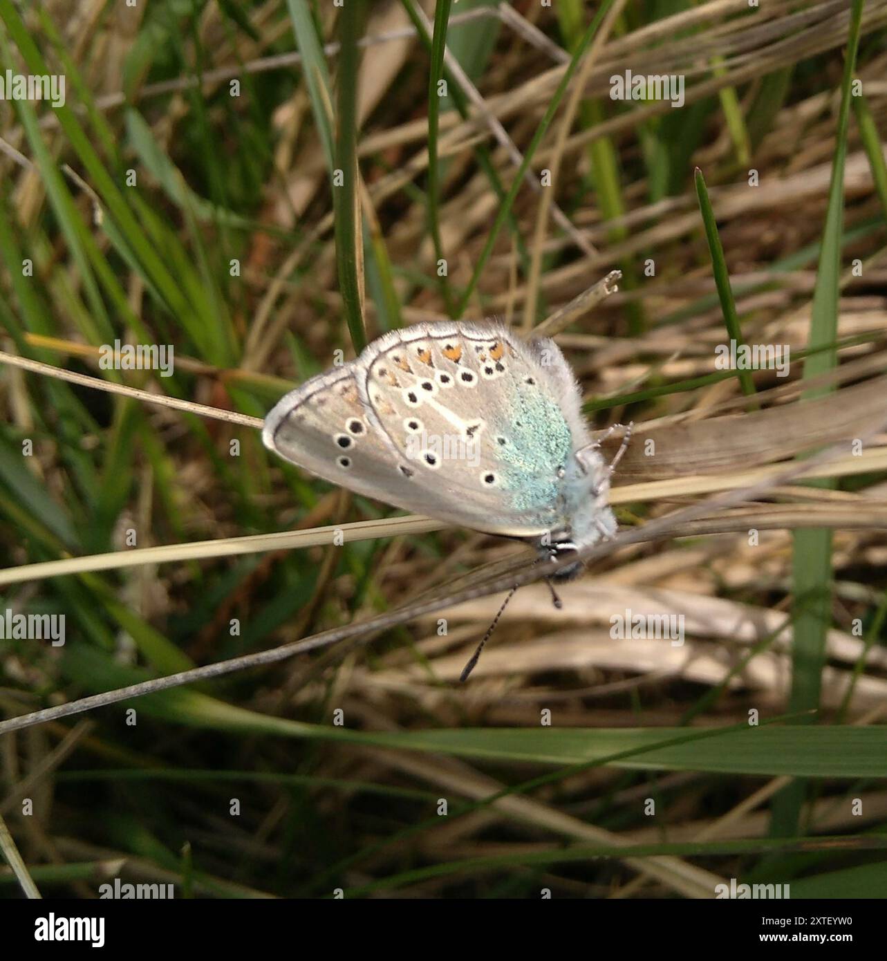 Geranium Argus (Eumedonia eumedon) Insecta Banque D'Images