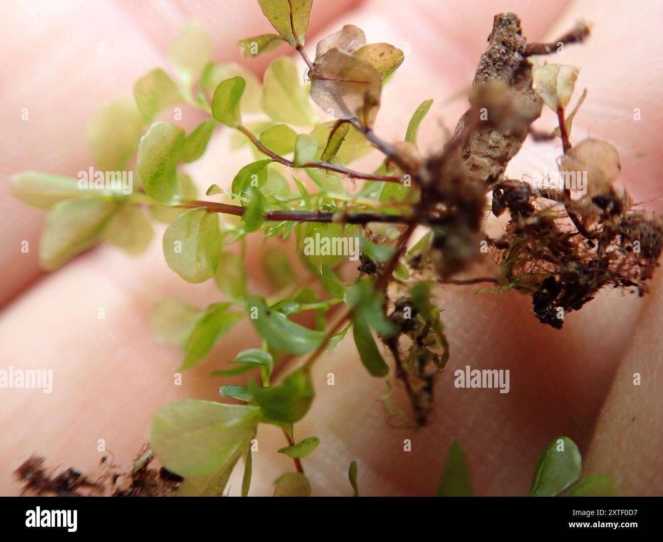 Rhizomnium Moss (Rhizomnium magnifolium) Plantae Banque D'Images