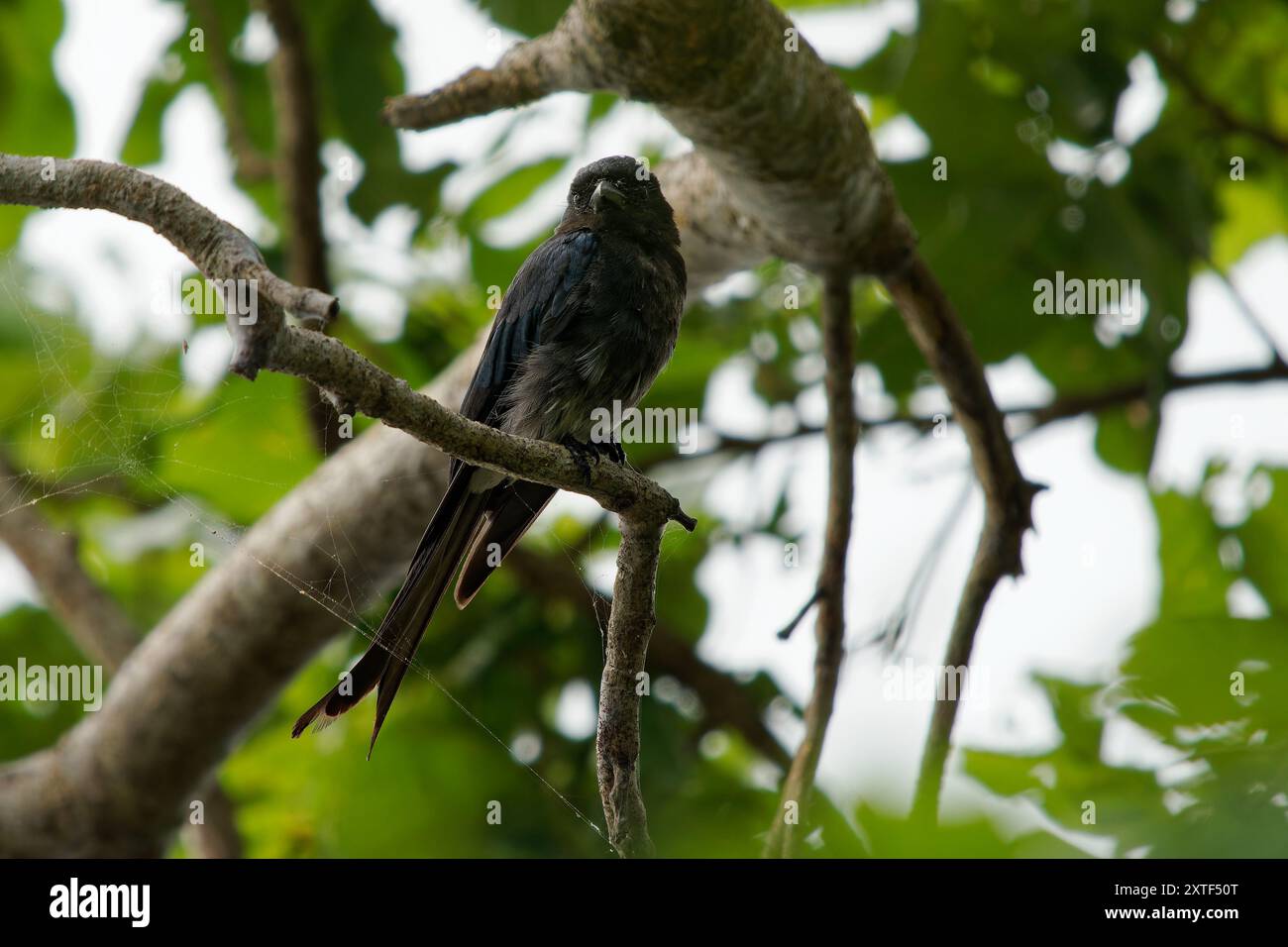 Oiseau Drongo Dicrurus caerulescens à ventre blanc trouvé à travers le sous-continent indien, famille des Dicruridae, insectivore et principalement noir avec un blanc Banque D'Images