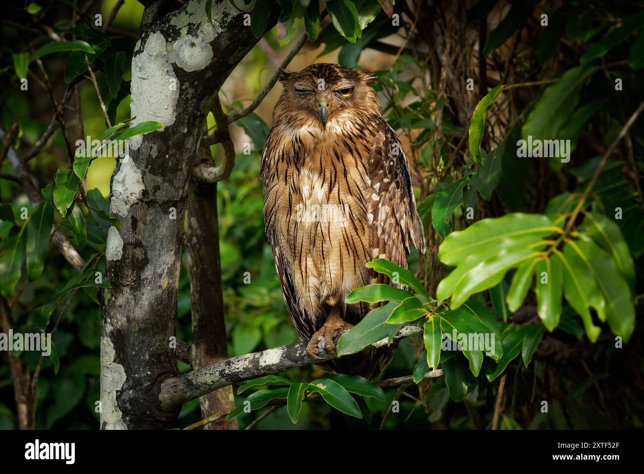 Ketupa bubo zeylonensis est un oiseau de Strigidae, originaire de Turquie jusqu'en Asie du Sud et du Sud-est, grand hibou assis dans l'arbre au Sri Lanka Banque D'Images