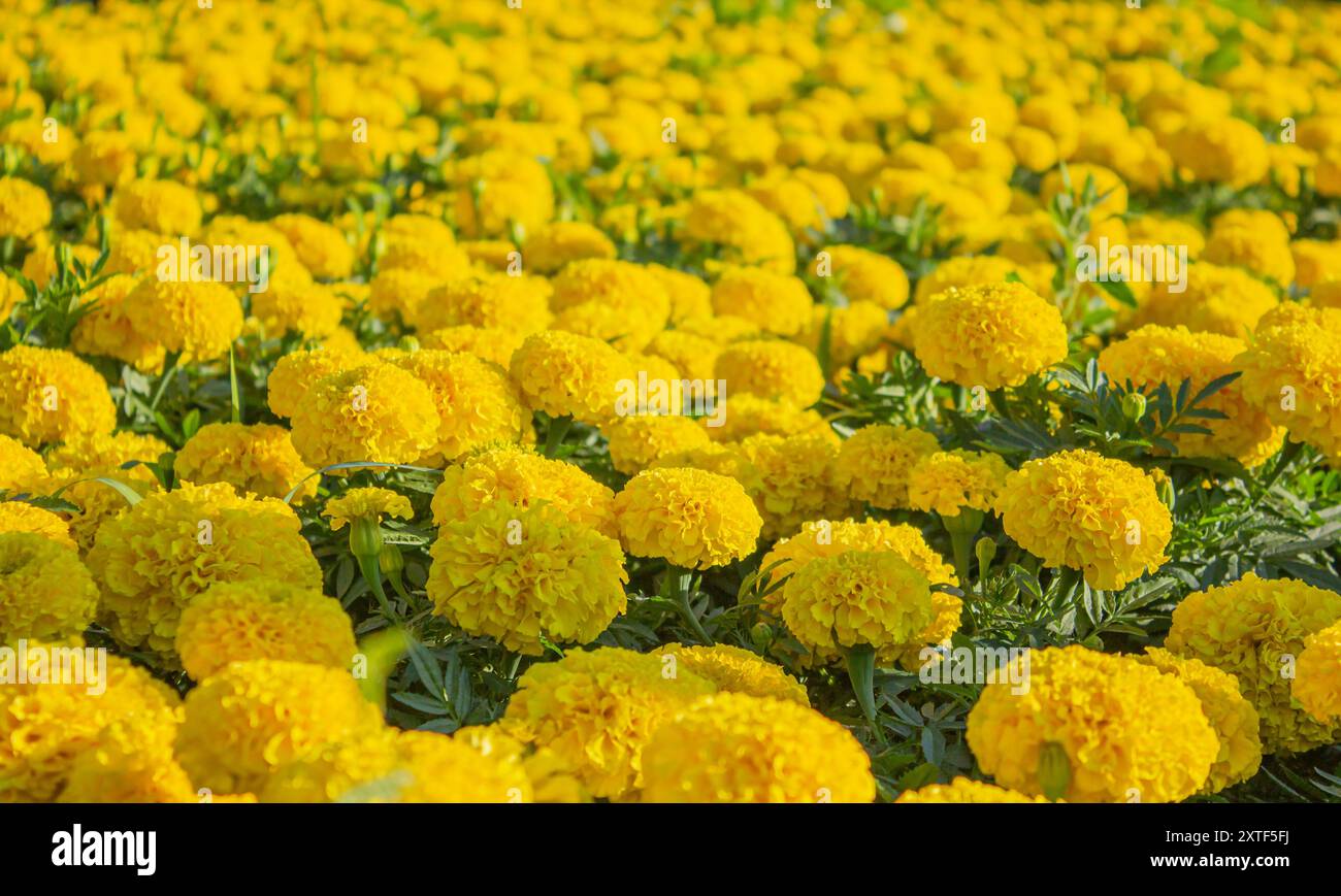 Fleur jaune florissante de soucis, fond. Fleur jaune de soucis dans le jardin, gros plan, fond. Soucis mexicains, Tagetes erecta, Banque D'Images