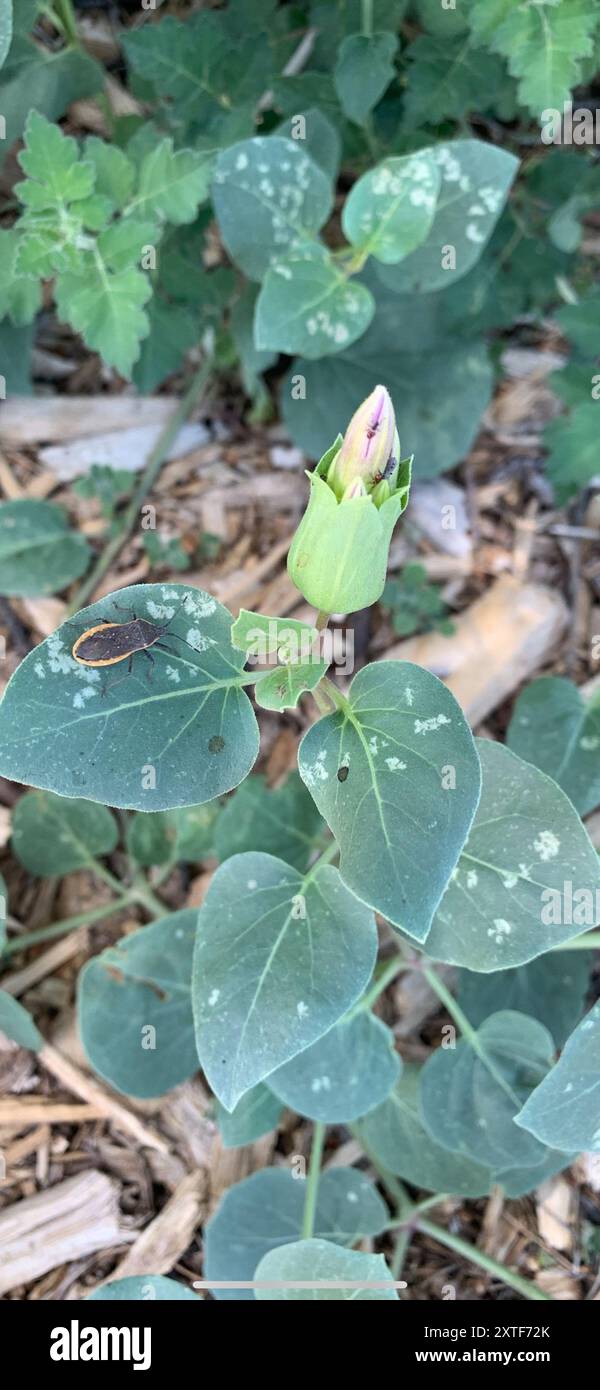 Colorado four o'Clock (mirabilis multiflora) Plantae Banque D'Images