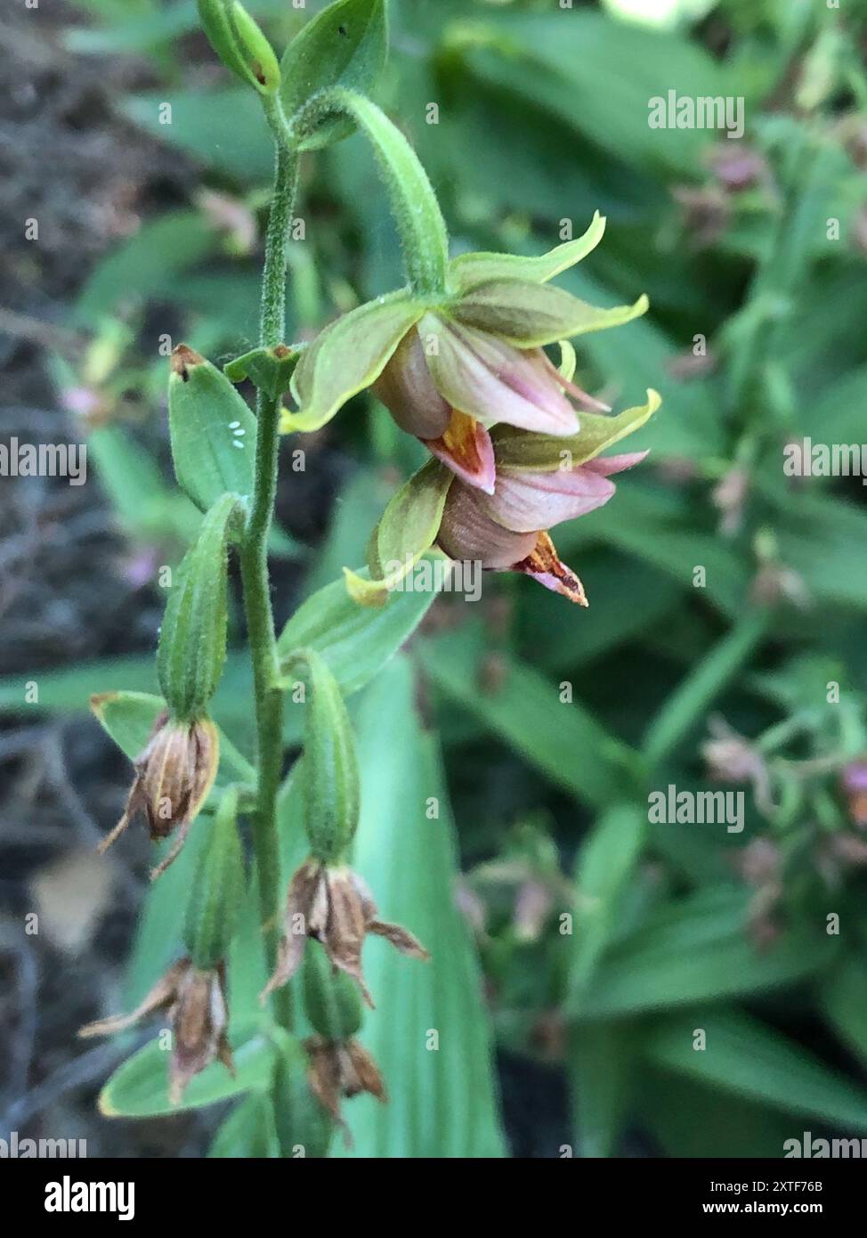 Orchidée de ruisseau (Epipactis gigantea) Plantae Banque D'Images