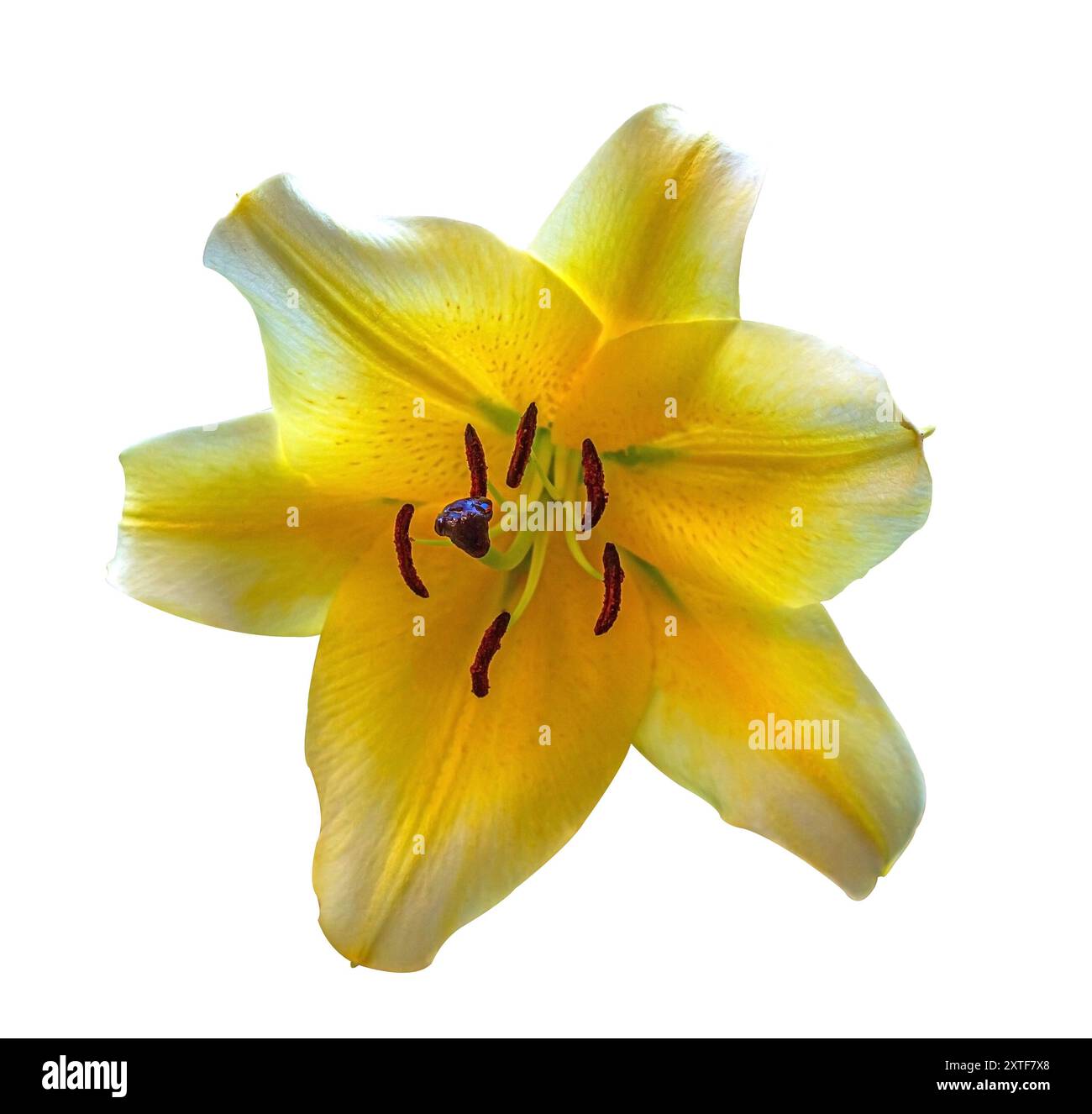 Tête de fleur de lis jaune unique isolée sur blanc. Lilium longiflorum, un lis de Pâques. Objet de conception avec masque d'écrêtage. Banque D'Images