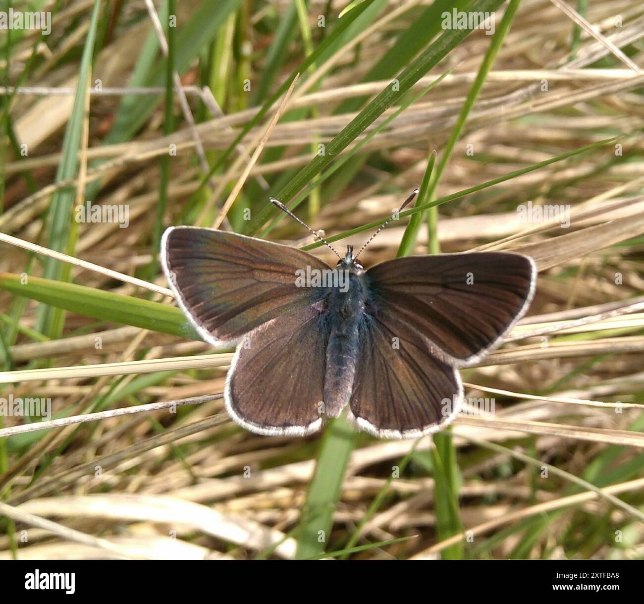 Geranium Argus (Eumedonia eumedon) Insecta Banque D'Images