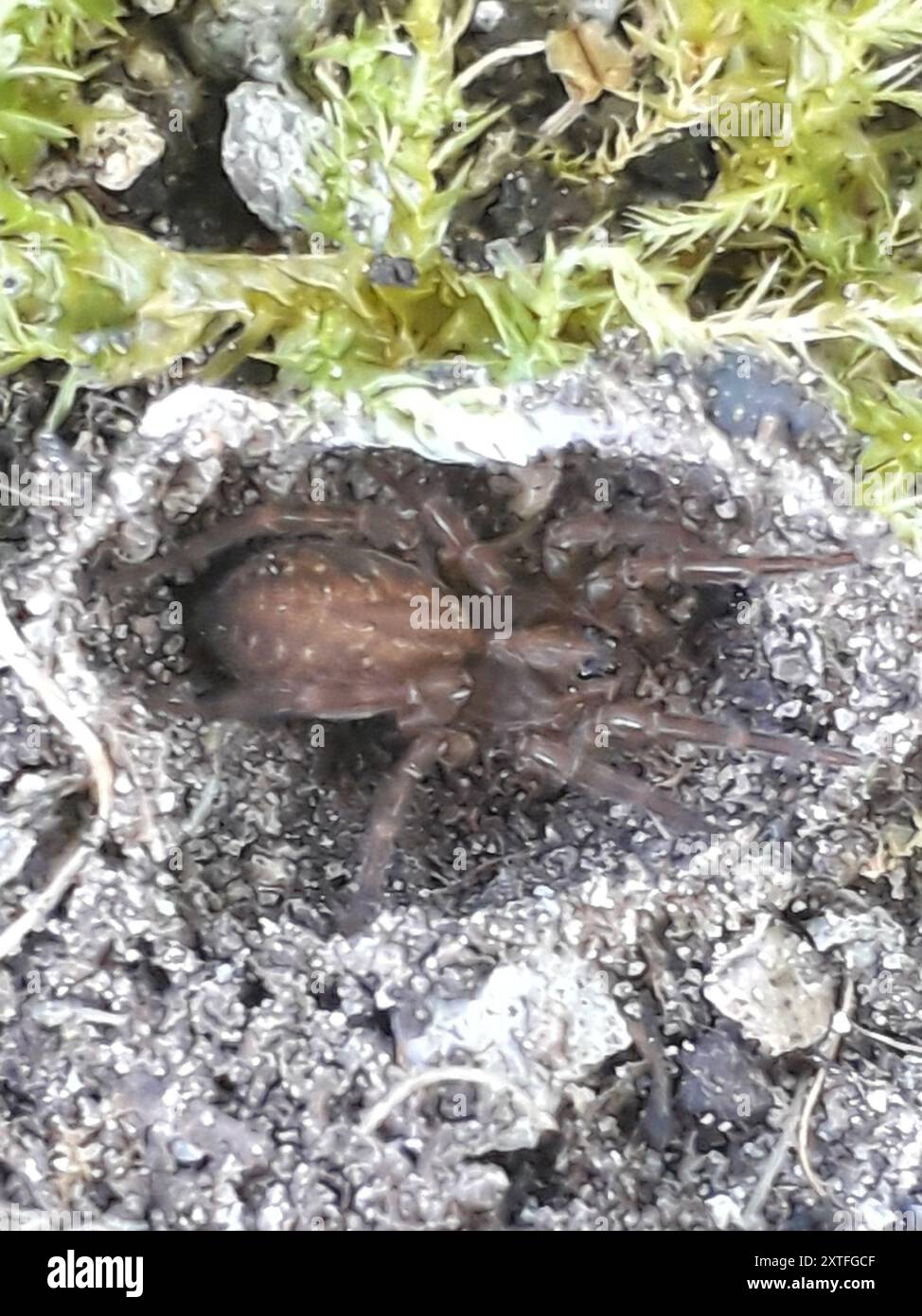 Araignée loup rustique (Trochosa ruricola) Arachnida Banque D'Images