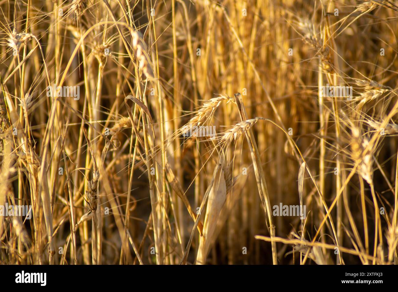 Champ de blé en été avec des oreilles sèches et sous-développées en raison de la sécheresse. Changement climatique et concept d'écologie Banque D'Images