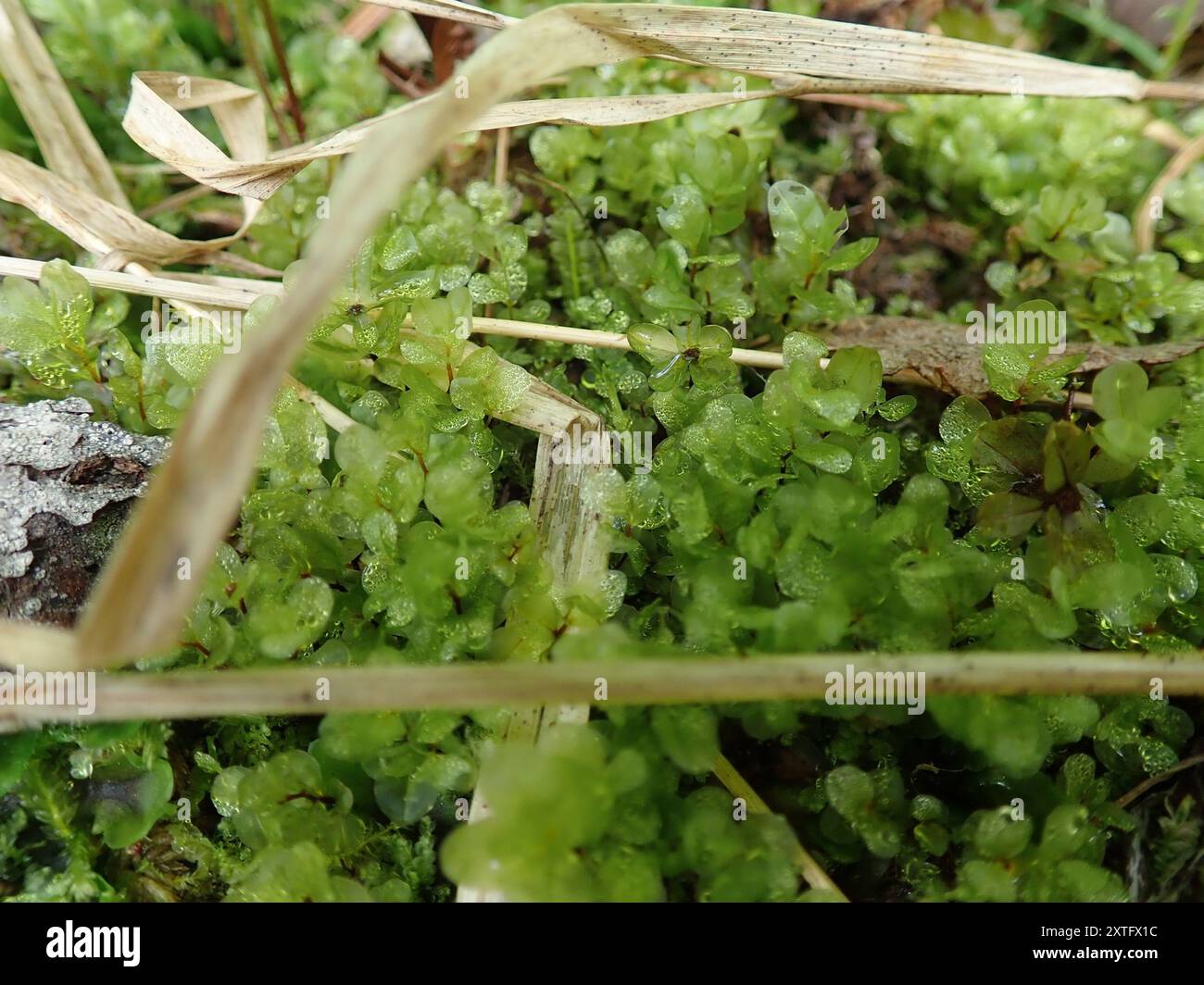 Rhizomnium Moss (Rhizomnium magnifolium) Plantae Banque D'Images