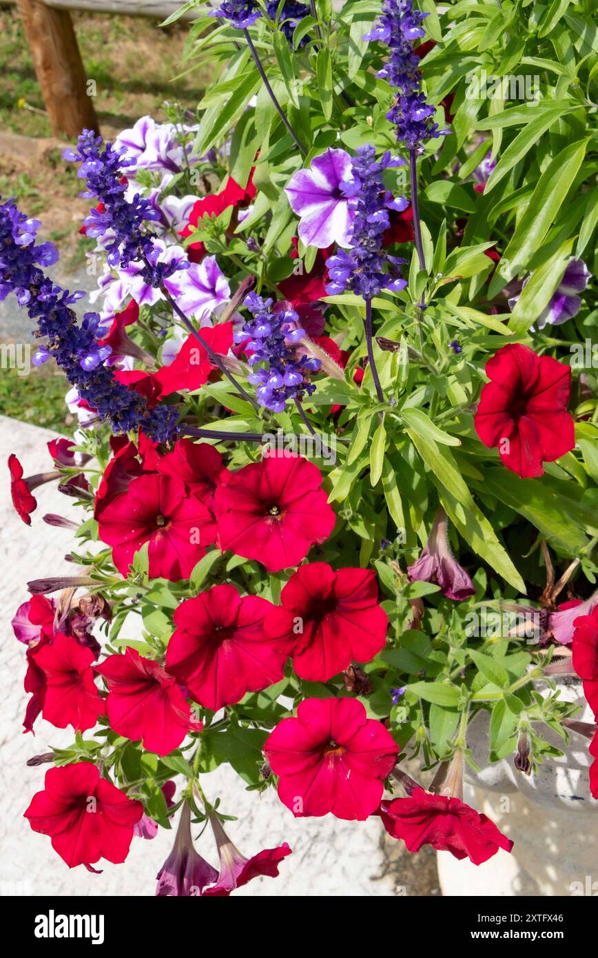 Fleurs de pétunia rouges et violettes poussant avec de la salvia bleue dans un pot de jardin Banque D'Images