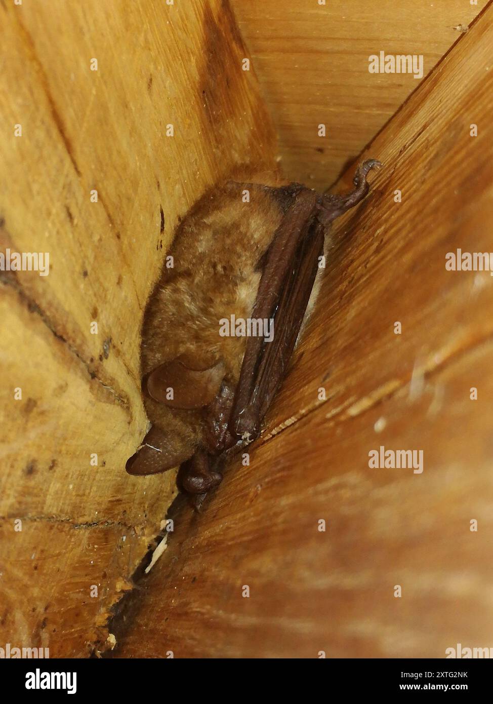 Mammalia de la chauve-souris de Geoffroy (Myotis emarginatus) Banque D'Images