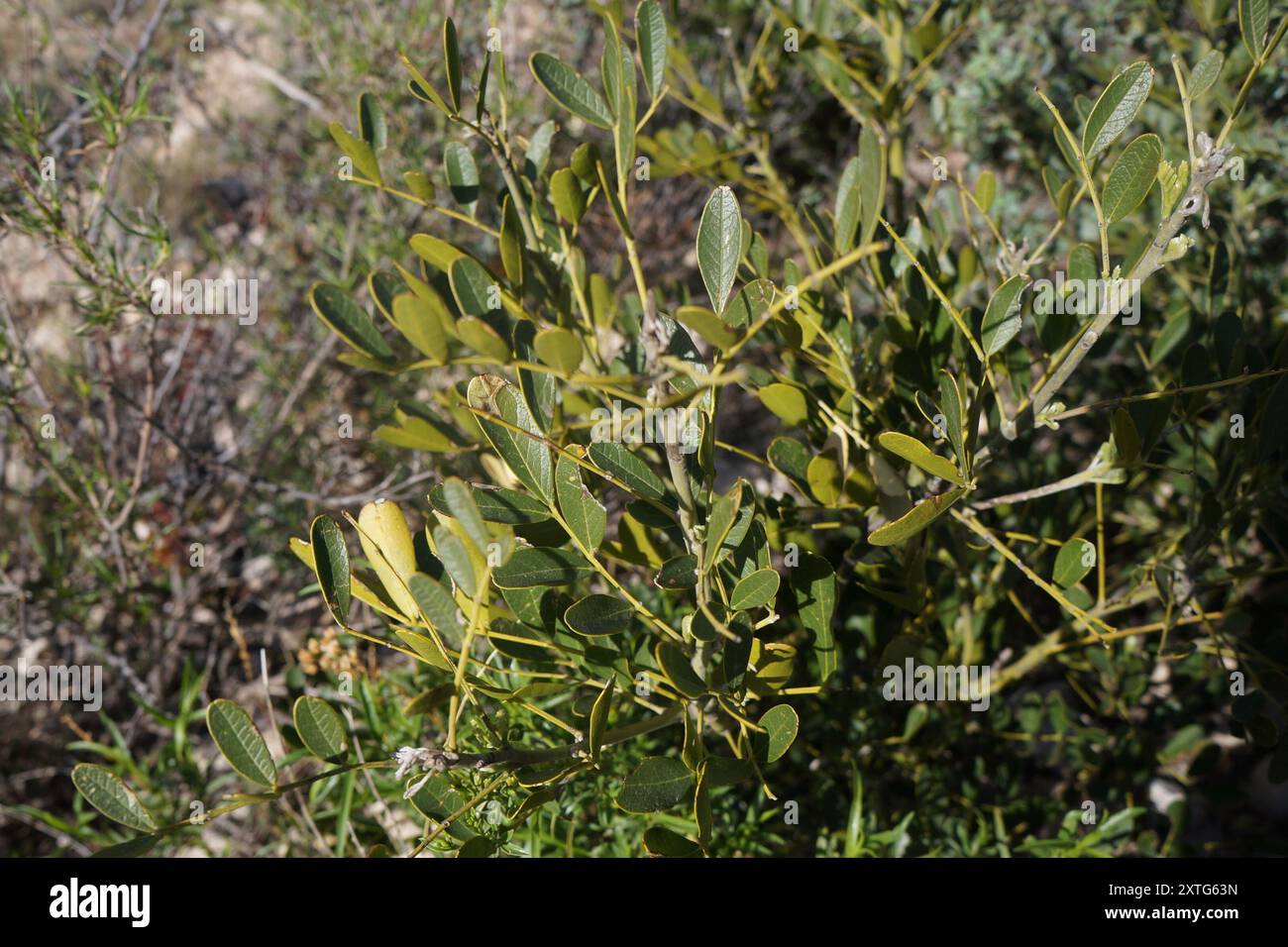 Laurier des montagnes du Texas (Dermatophyllum secundiflorum) Plantae Banque D'Images